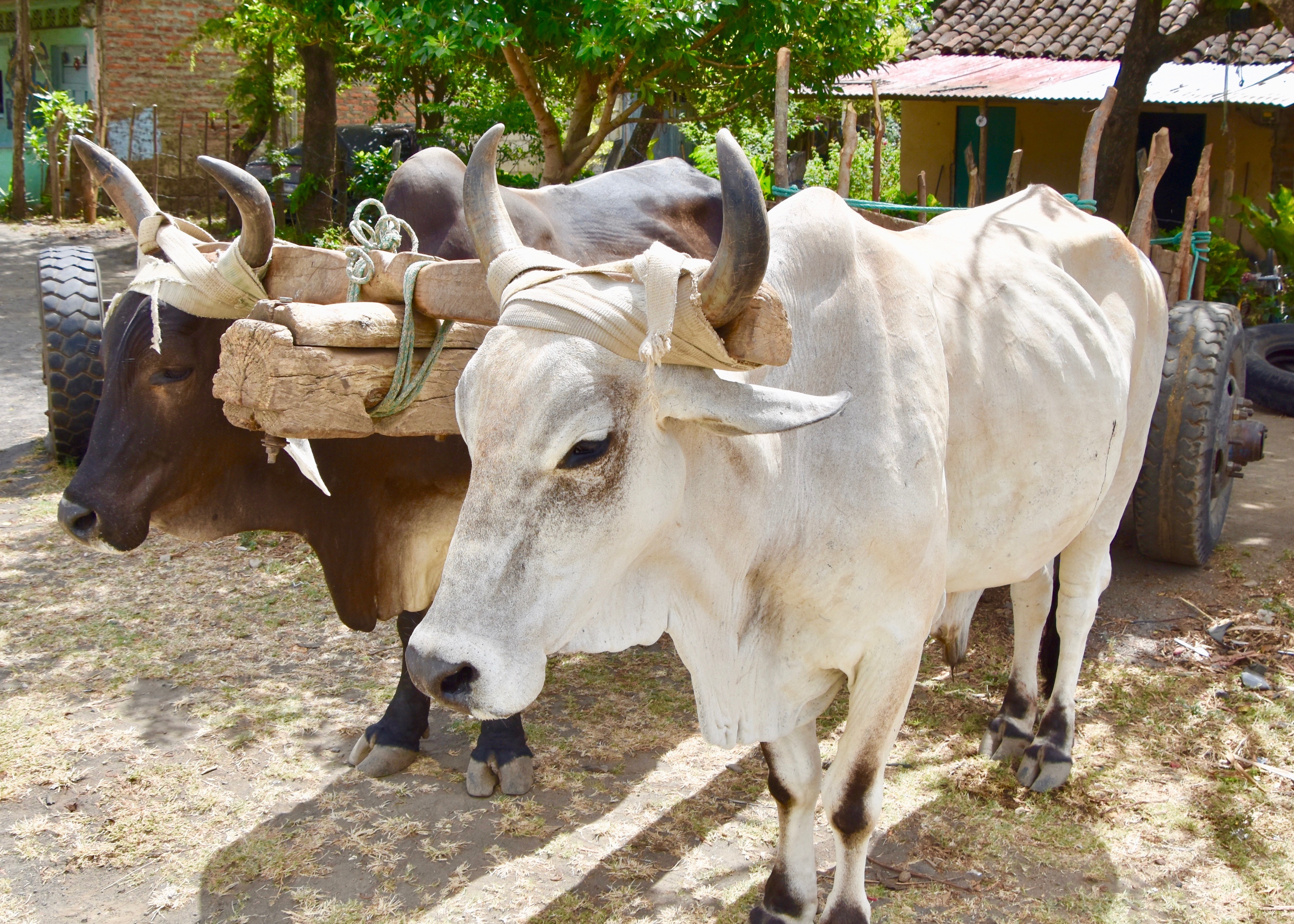 Oxen Team, Ometepe Island