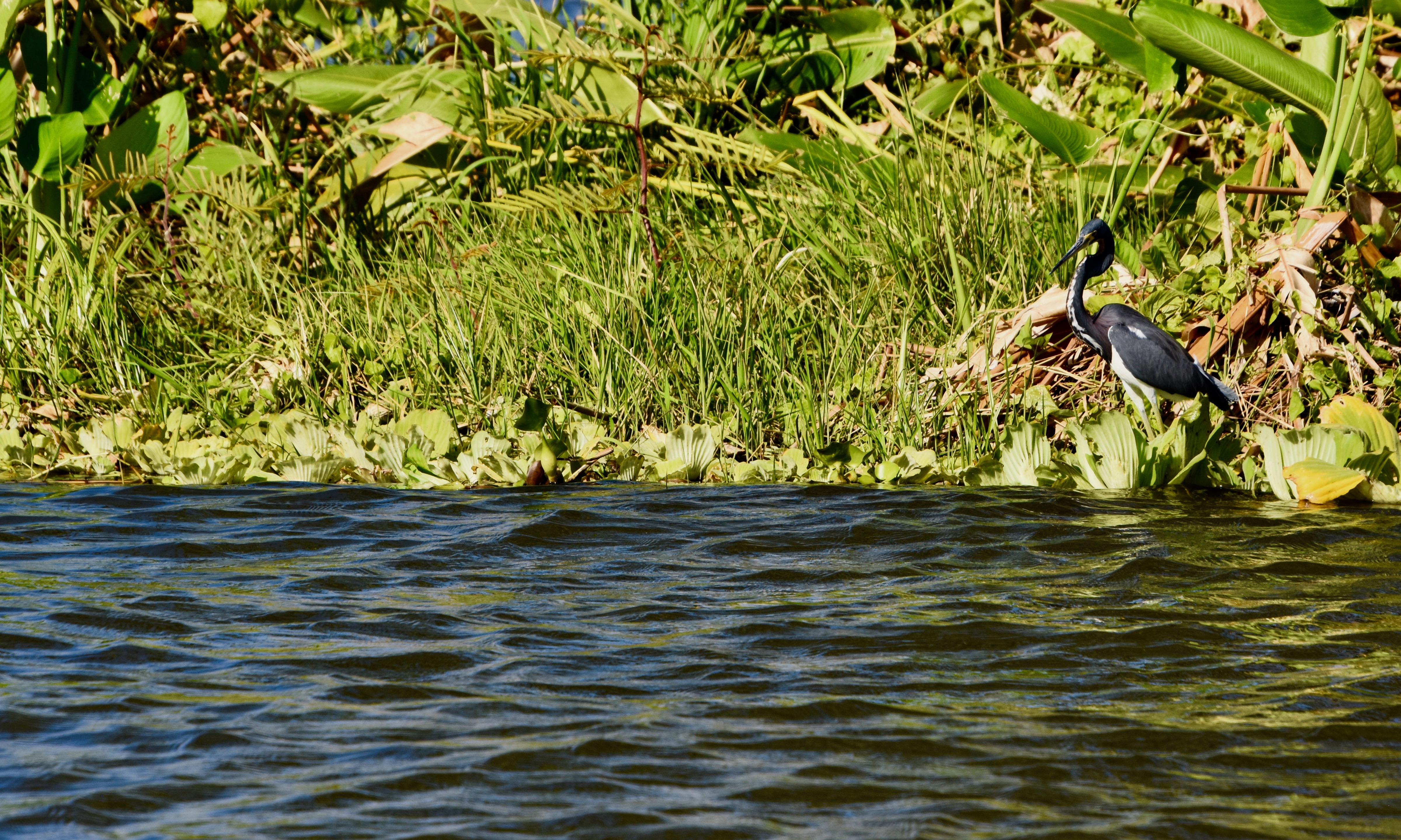 Tiger Heron, Los Isletas