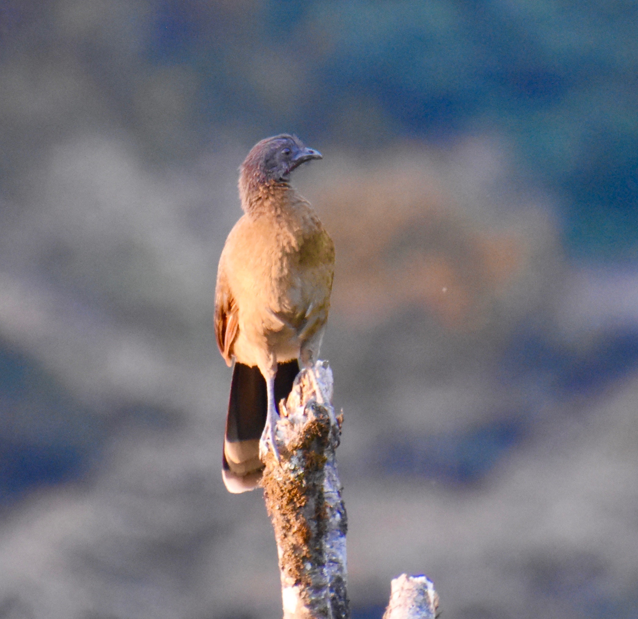 Gray Headed Chachalaca, Monteverde