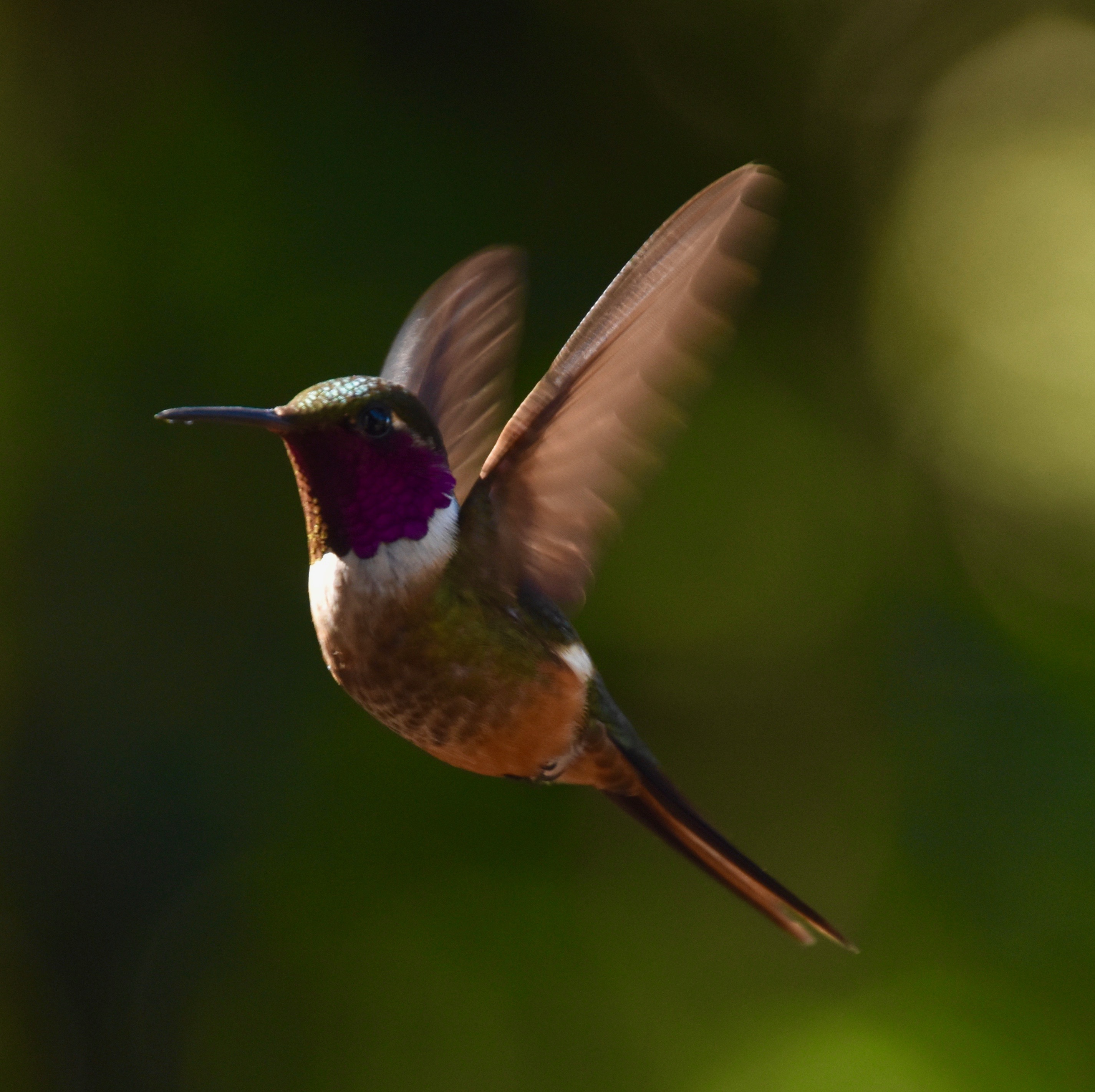 Magenta-Throated Woodstar, Monteverde