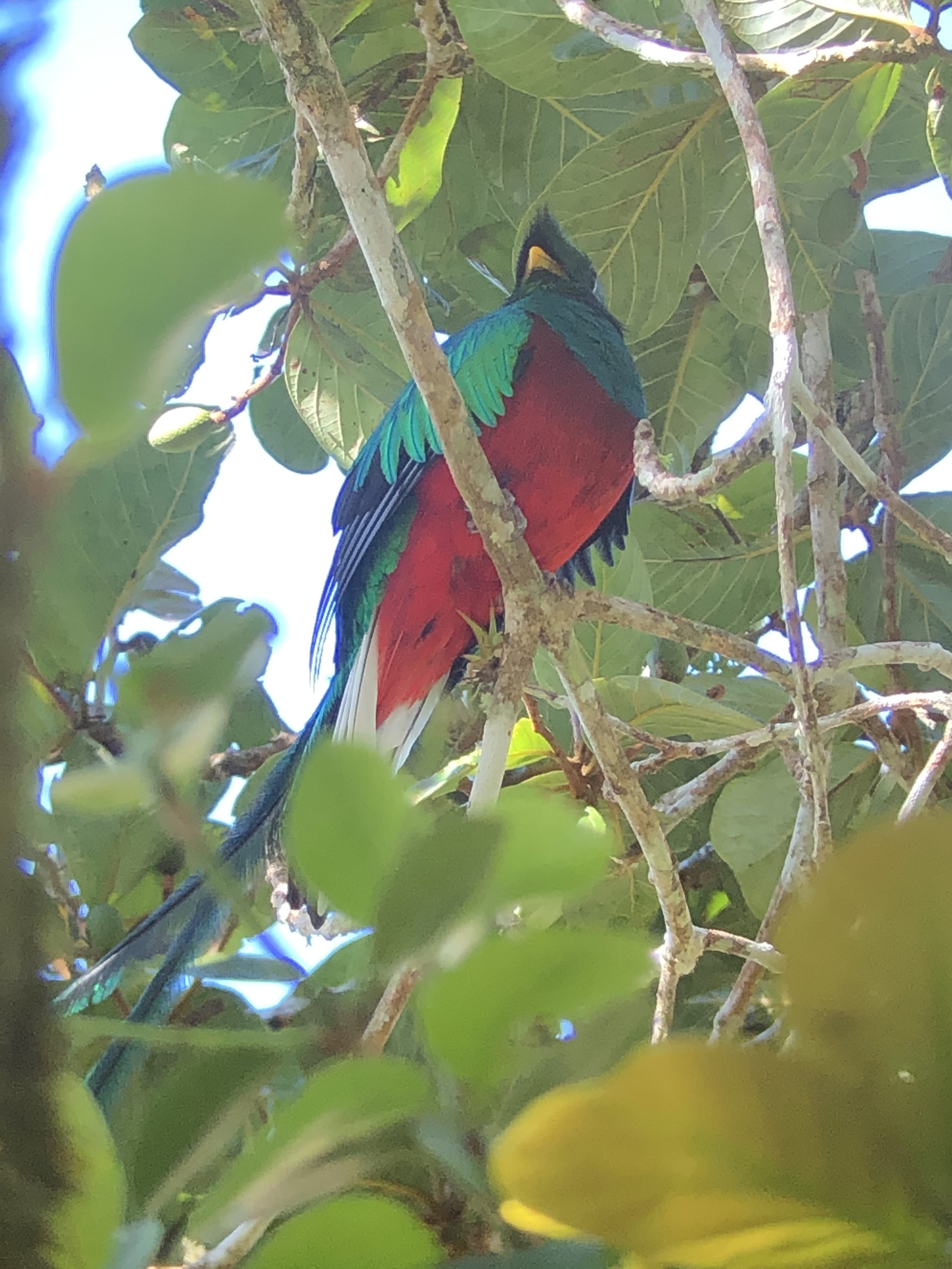 Quetzal, Monteverde