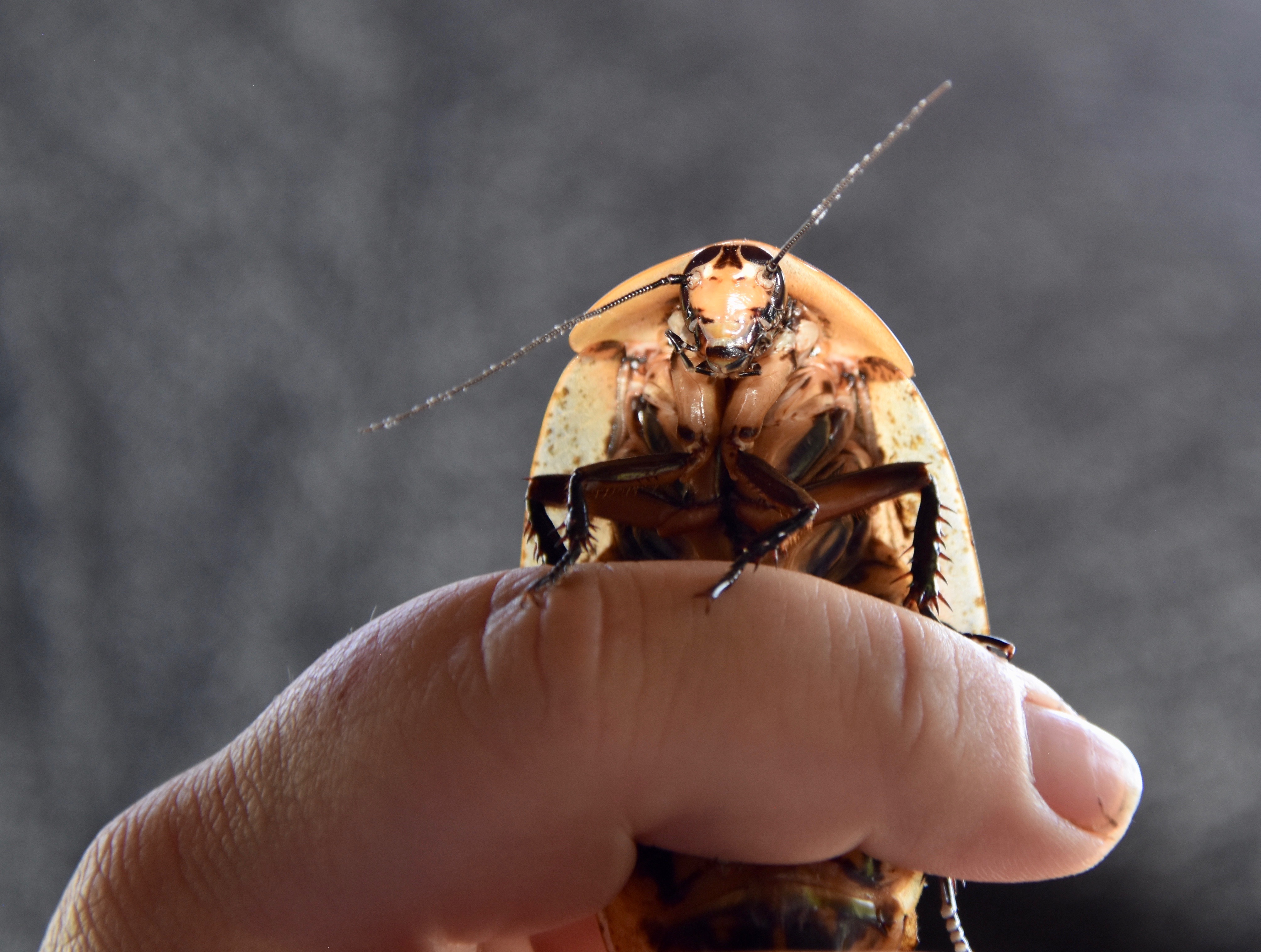 Timmy the Cockroach, Monteverde Butterfly Gardens