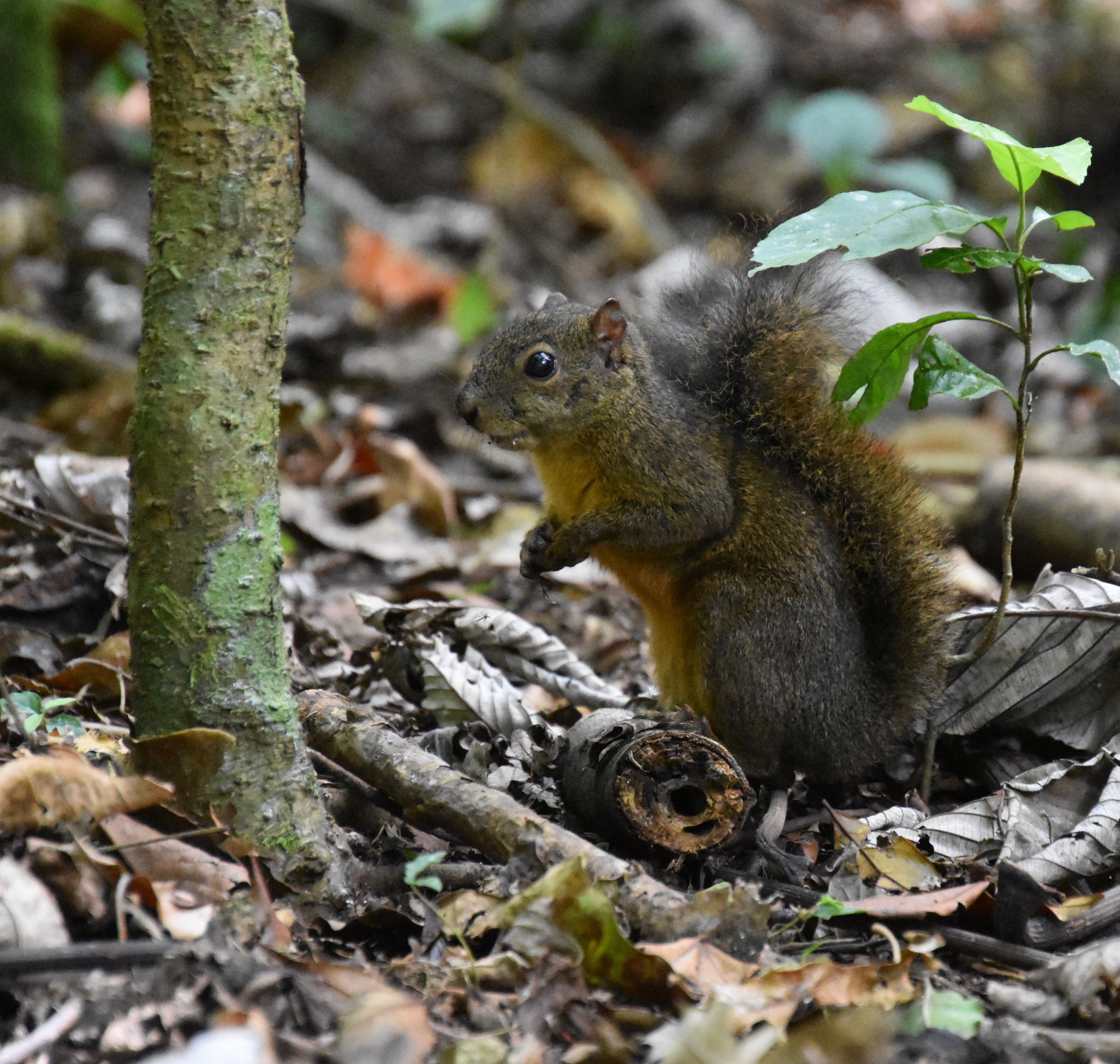 Variegated Squirrel, Monteverde