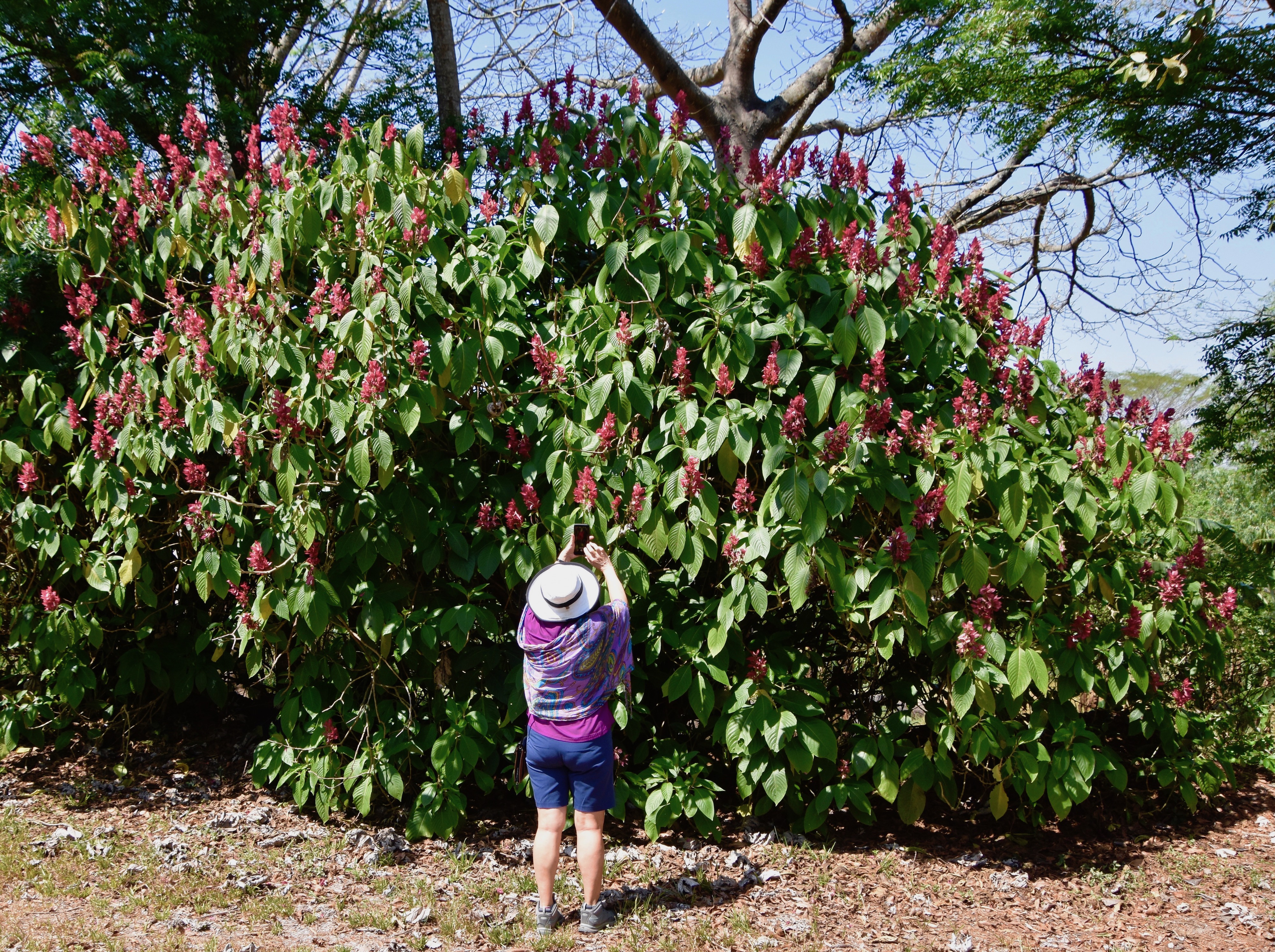 Alison Photographing Empire Tree, Indigo Farm