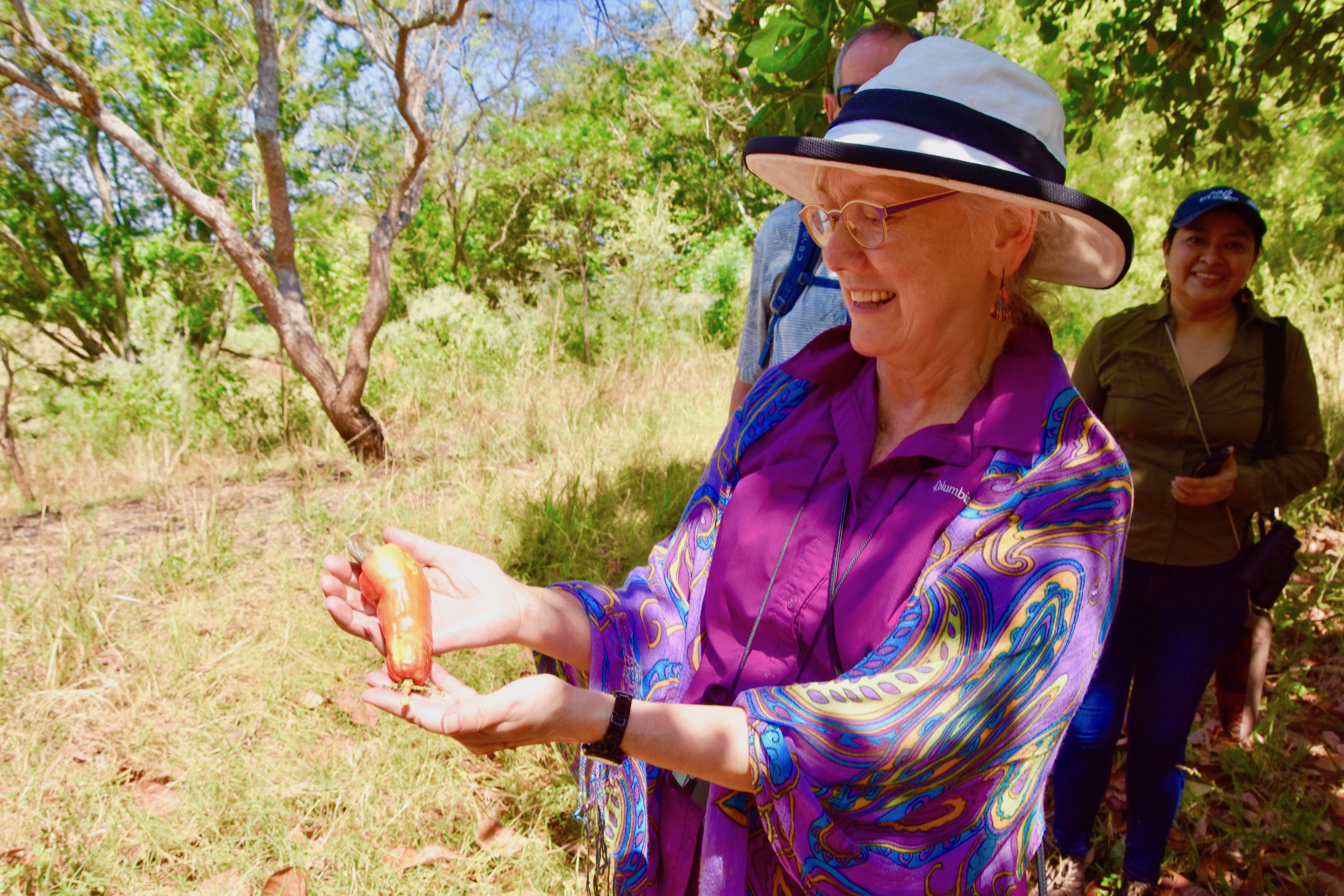 Cashew Fruit, Indigo Farm