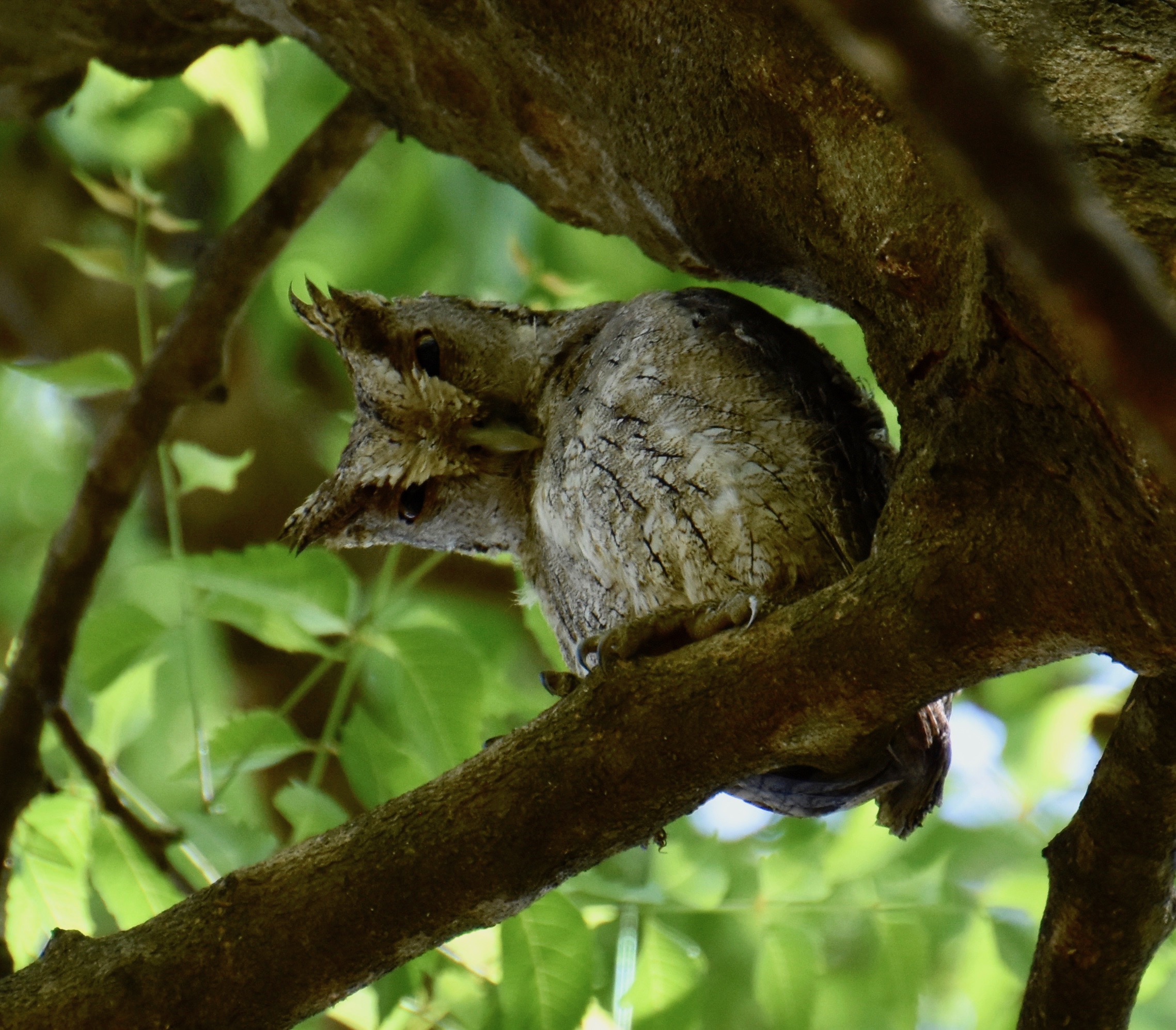 Pacific Screech Owl, Indigo Farm