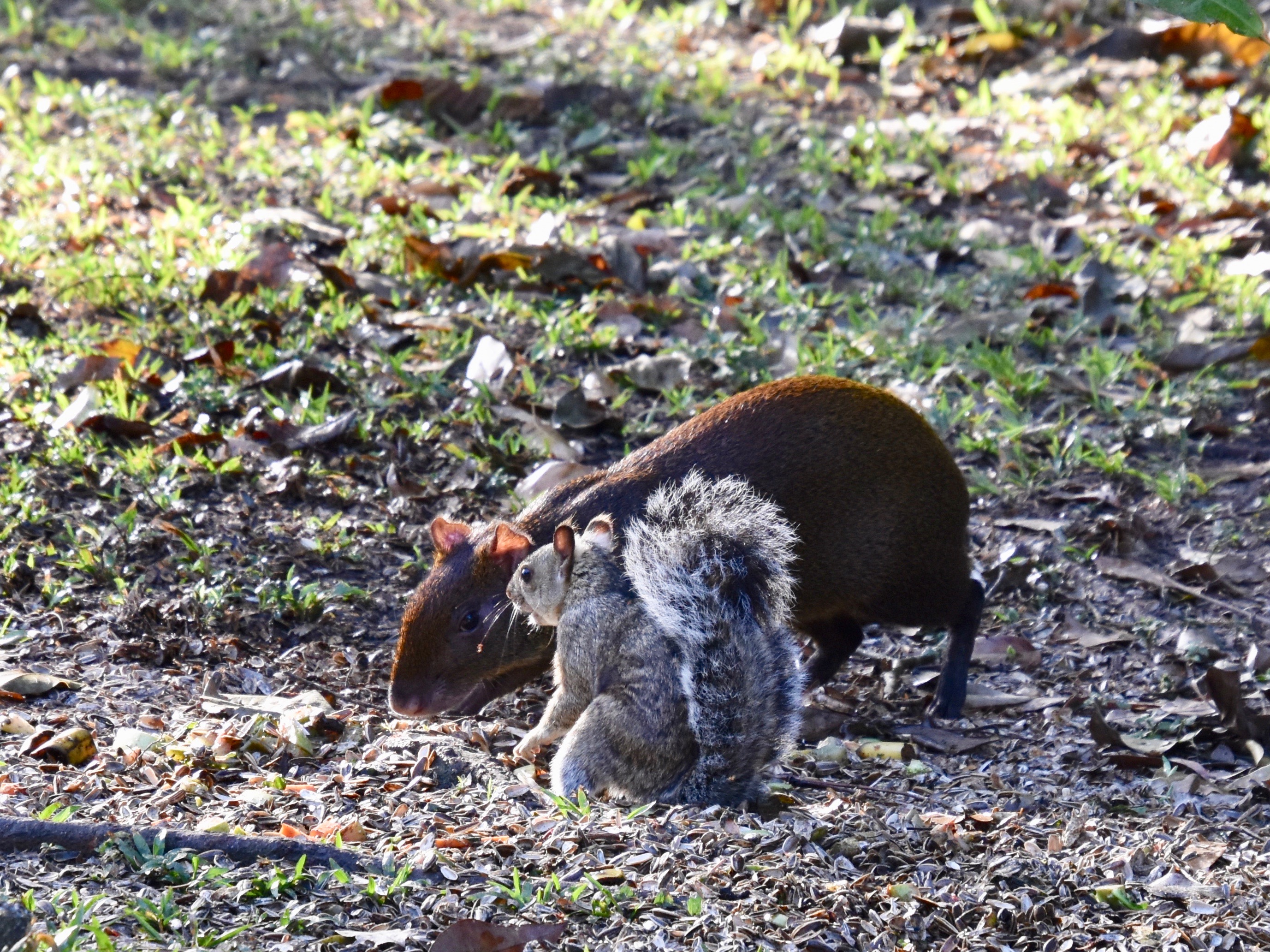 Agouti & Squirrel, Copan