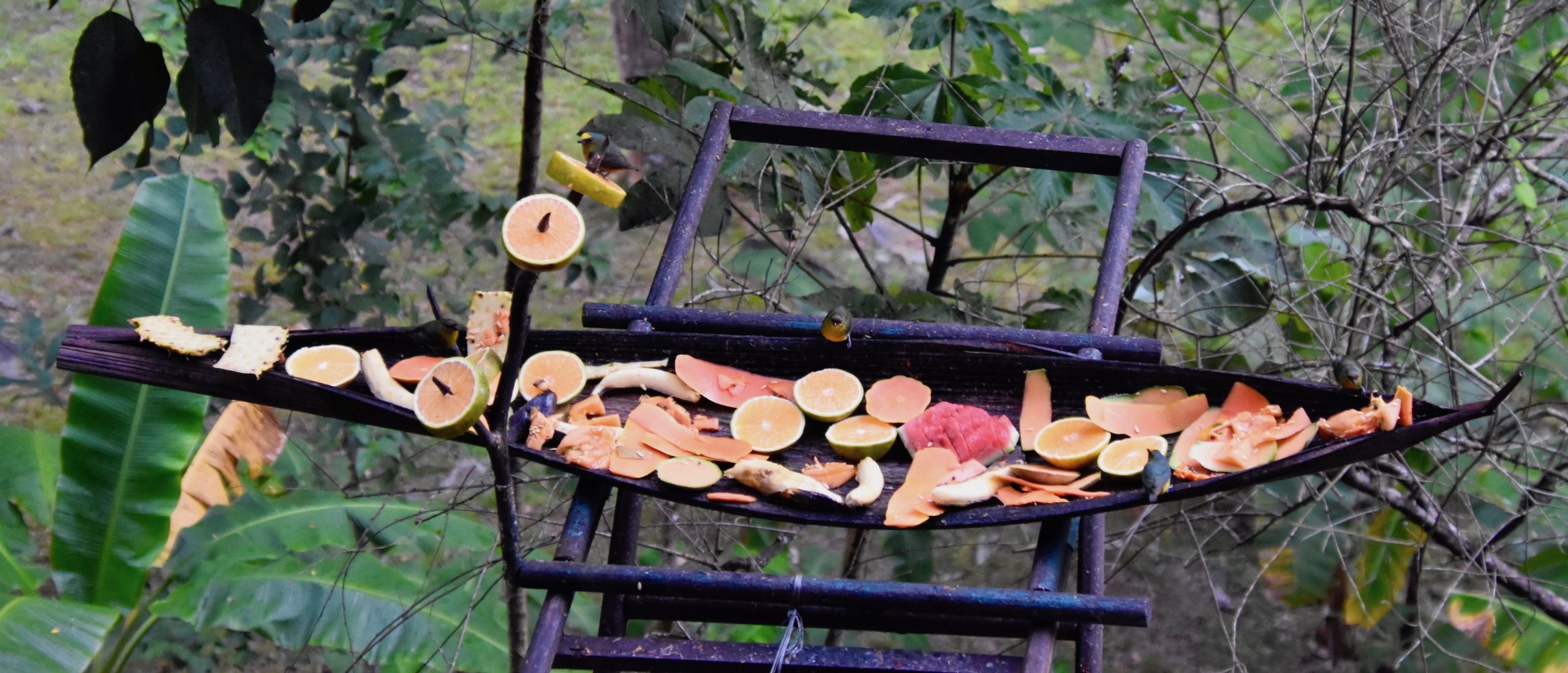 Bird Feeder, Black Rock Lodge