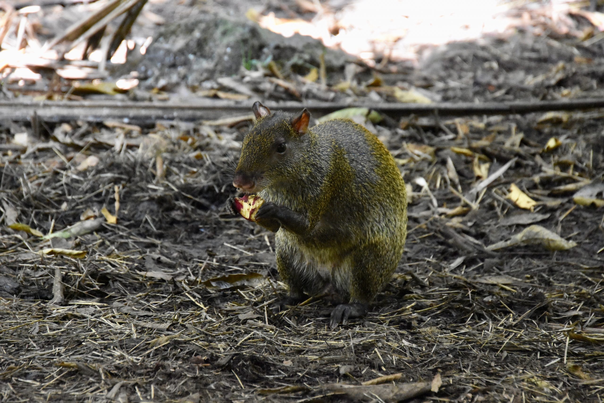 Agouti, Belize Zoo