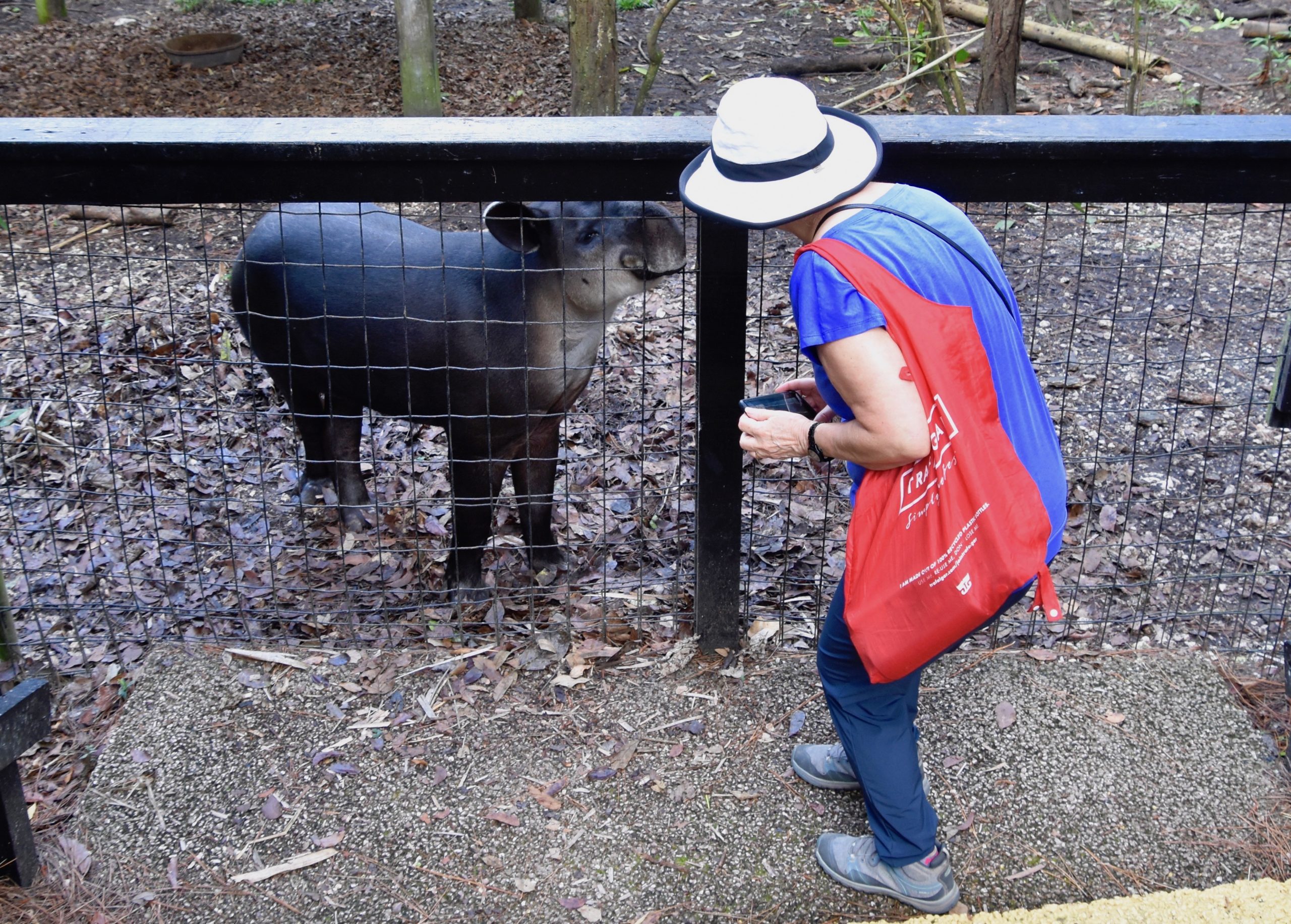 Alison & the Tapir, Belize Zoo