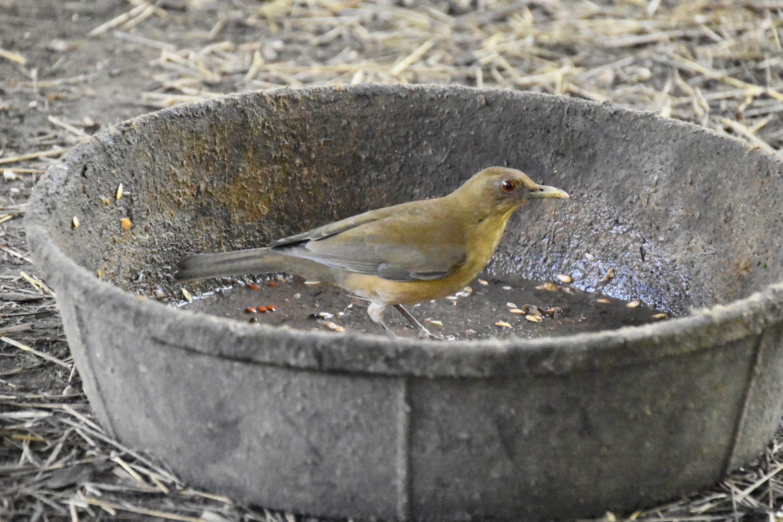 Clay-Colored Thrush, Belize Zoo