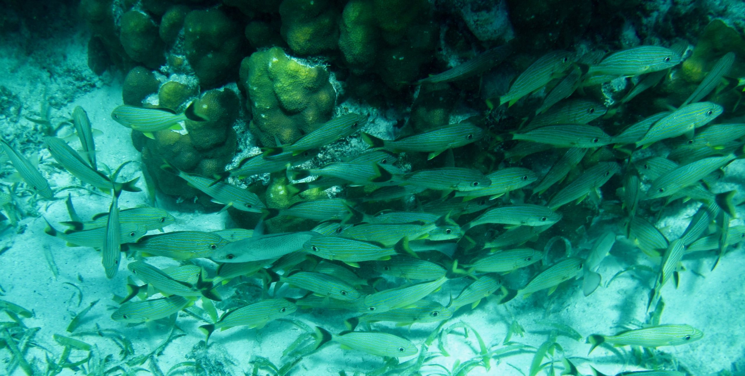 Snorkelling on the Belize Barrier Reef, Ambergris Caye