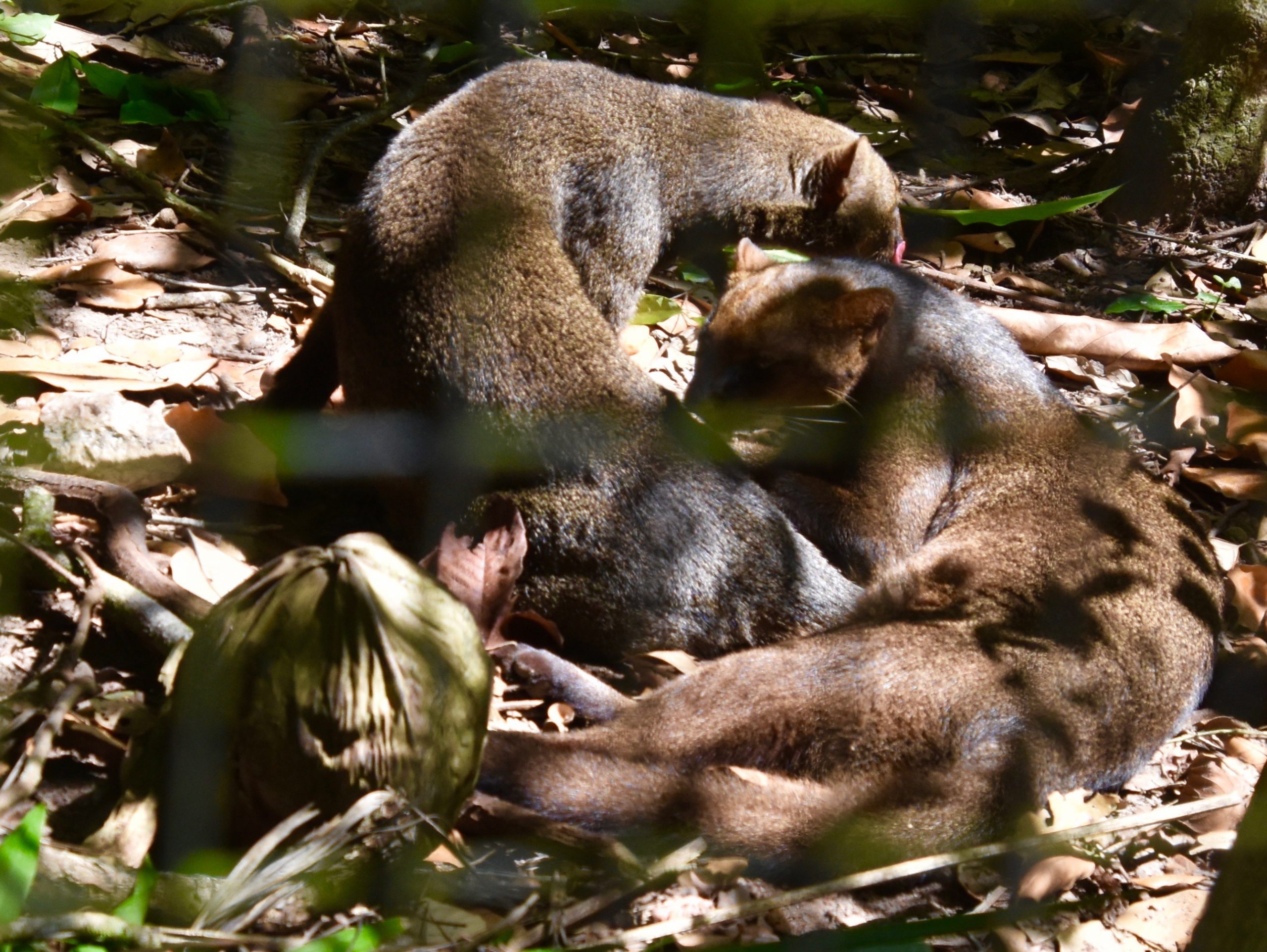 Jaguarundi, Belize Zoo