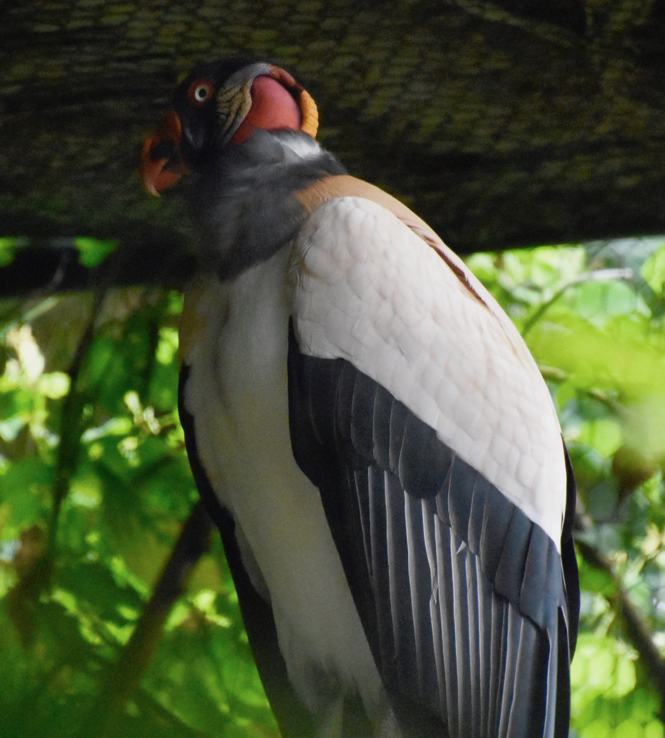 King Vulture, Belize Zoo