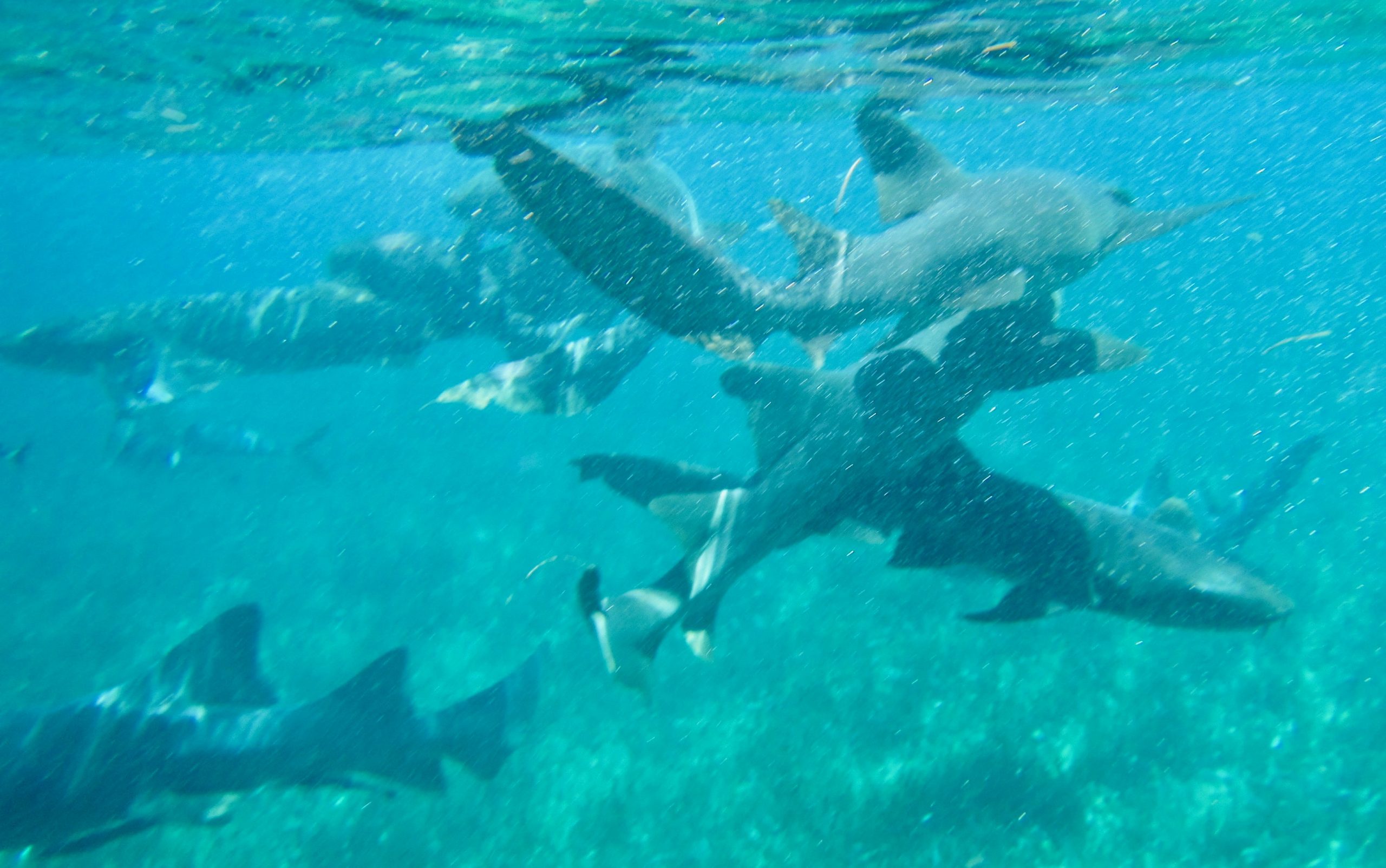 Swimming with the Sharks, Ambergris Caye