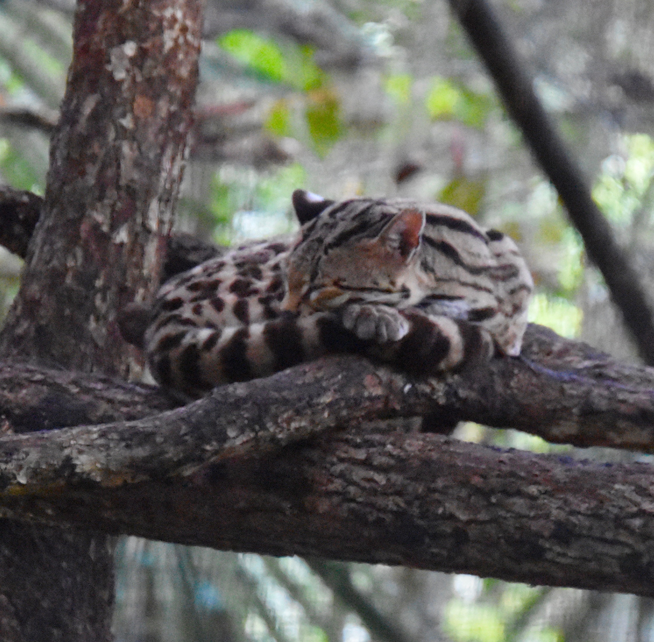 Margay, Belize Zoo