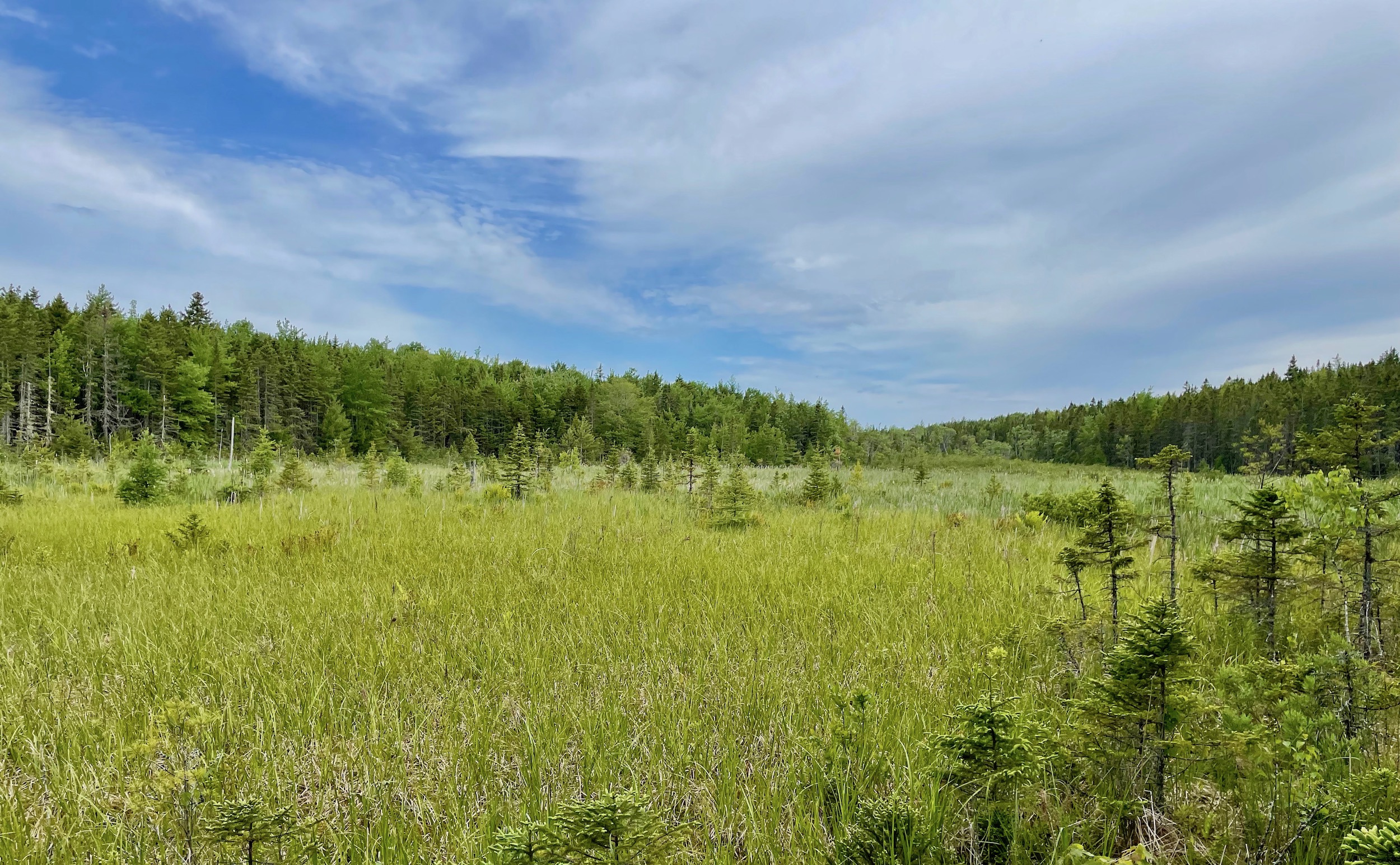 Bog on the Nine Mile River Trail