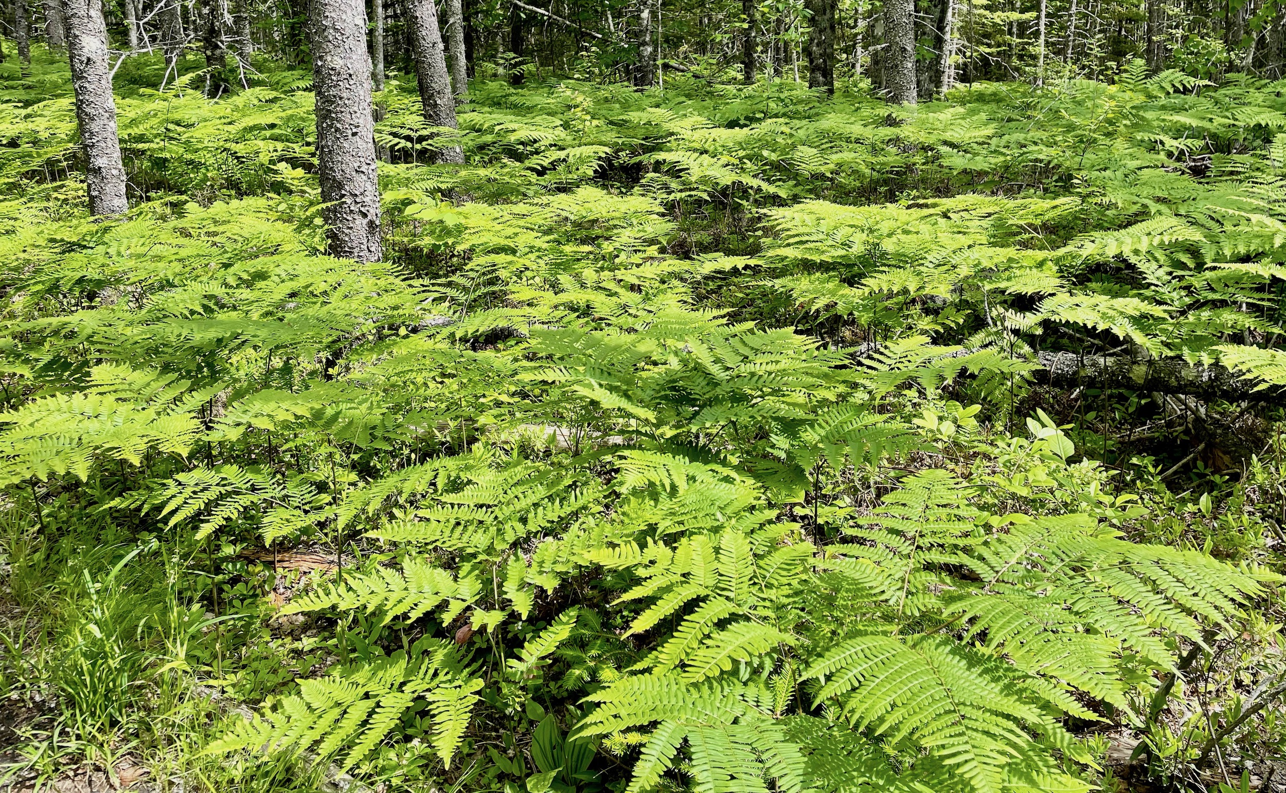 Ferns on Nine Mile River Trail