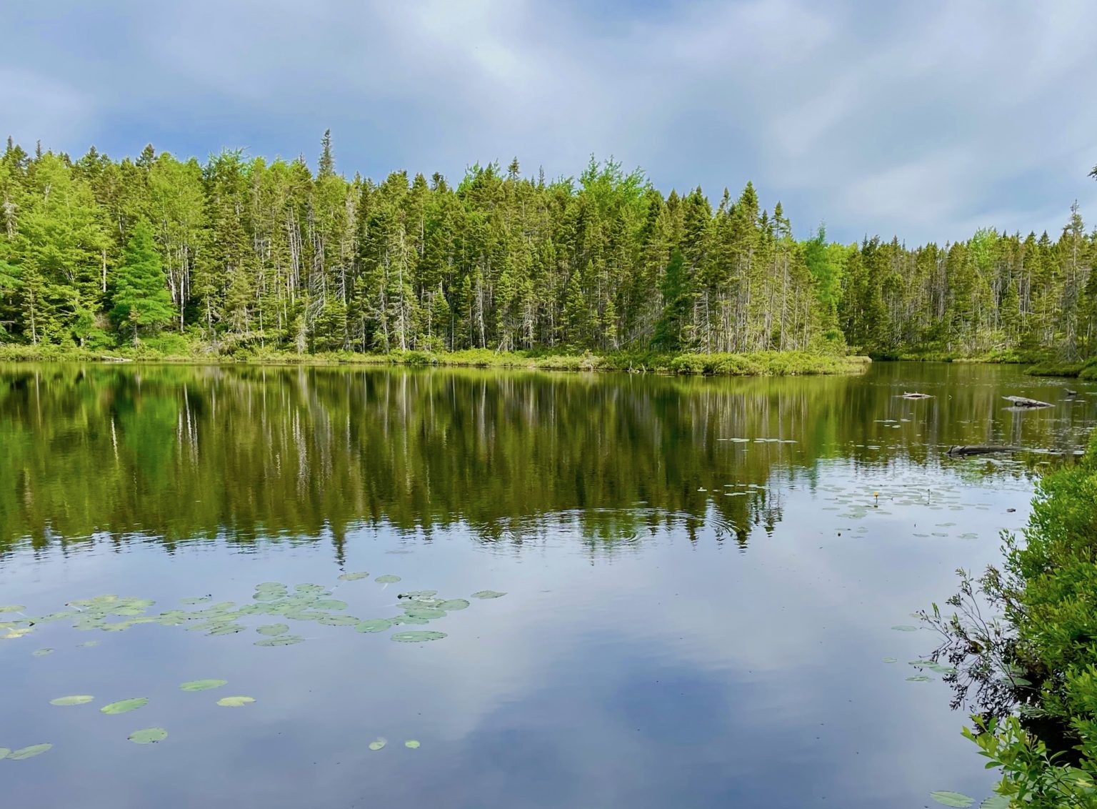 Nine Mile River Trail A Great Walk in the Woods The Maritime Explorer