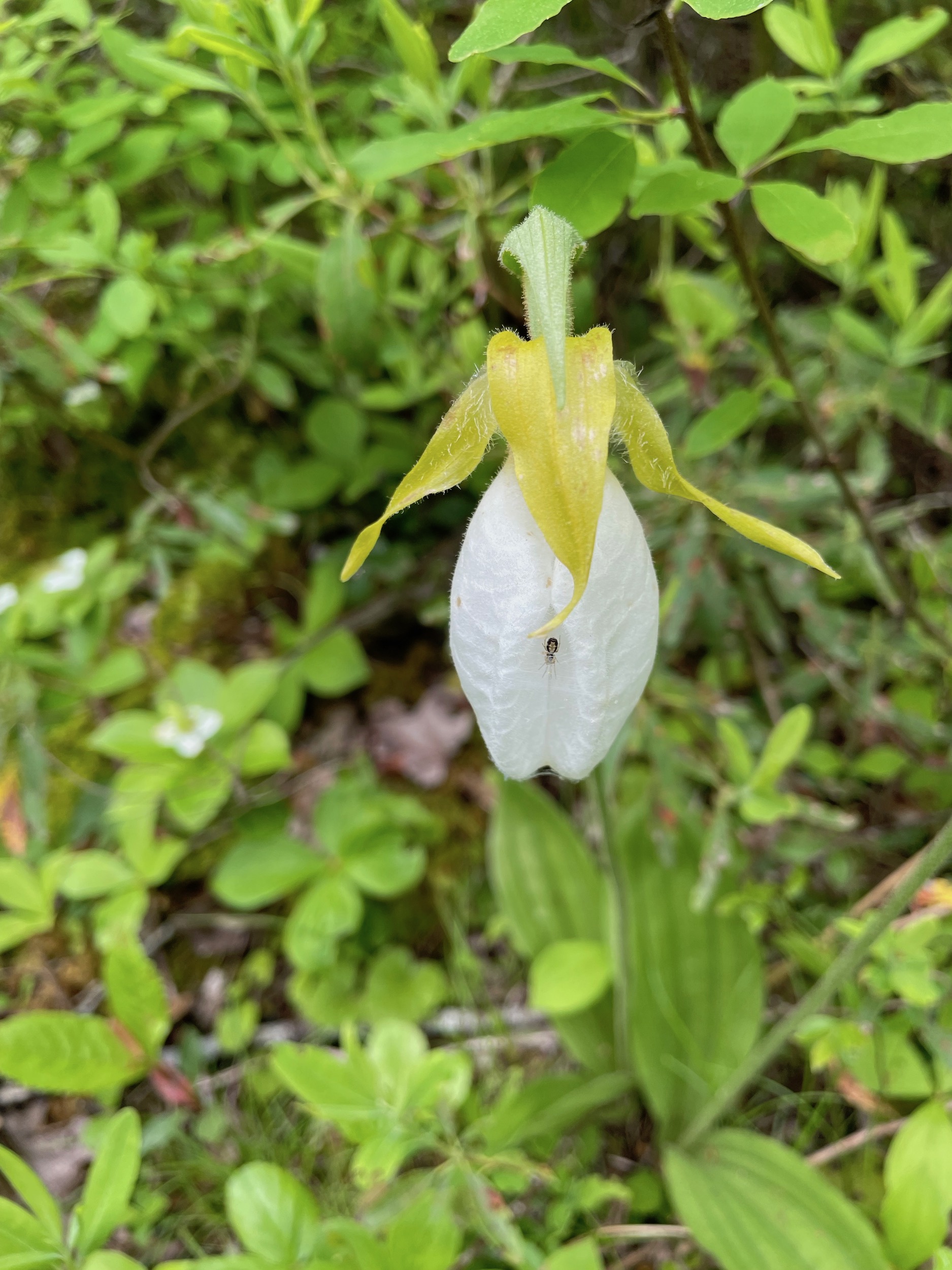 White Lady Slipper, Nine Mile River Trail