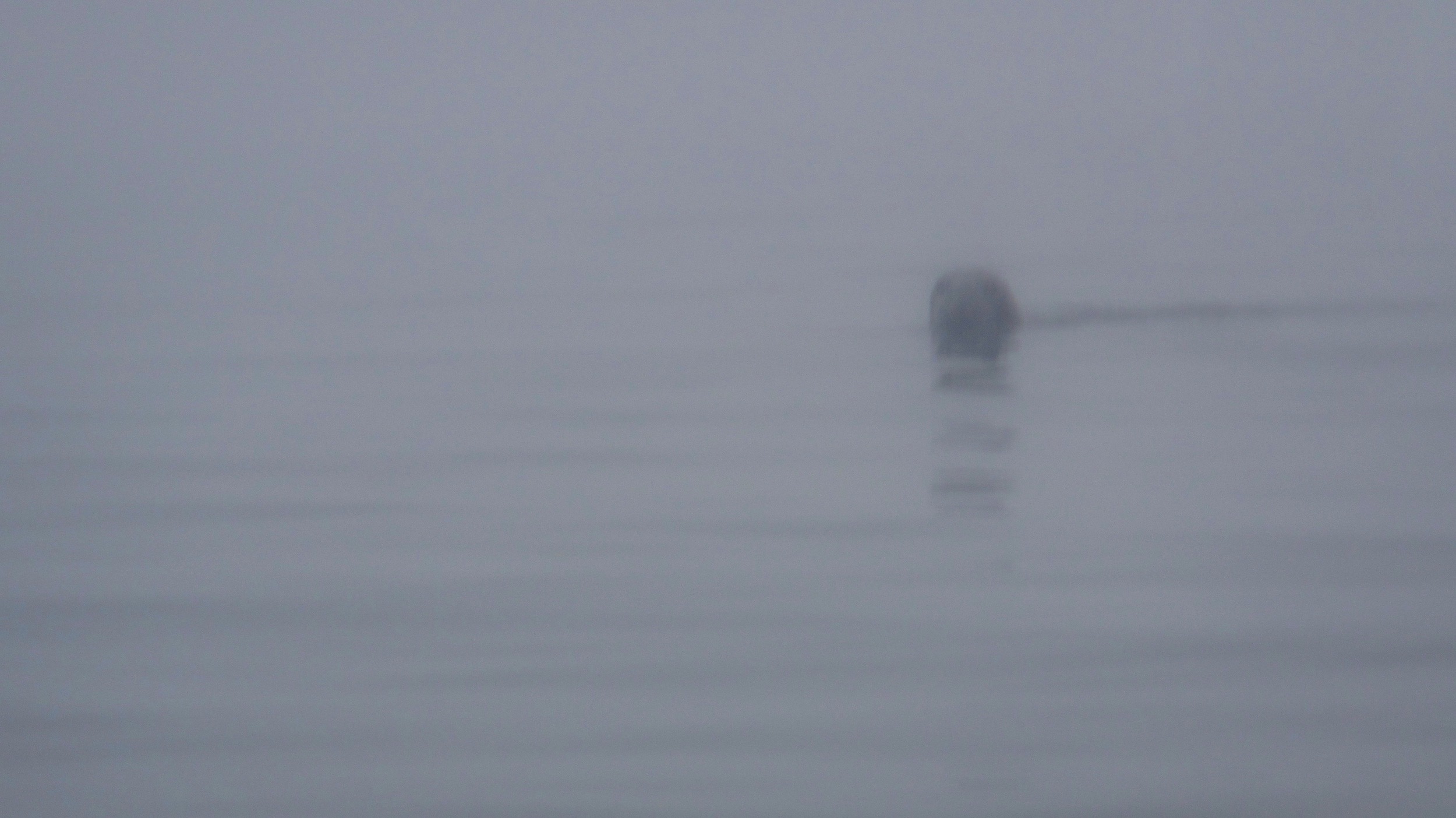  Curious Gray Seal - Adventure High Sea Kayaking