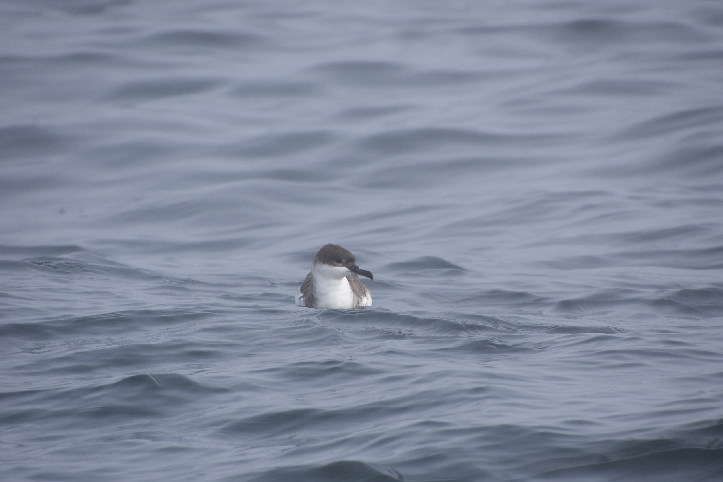 Greater Shearwater on Sea Watch tour