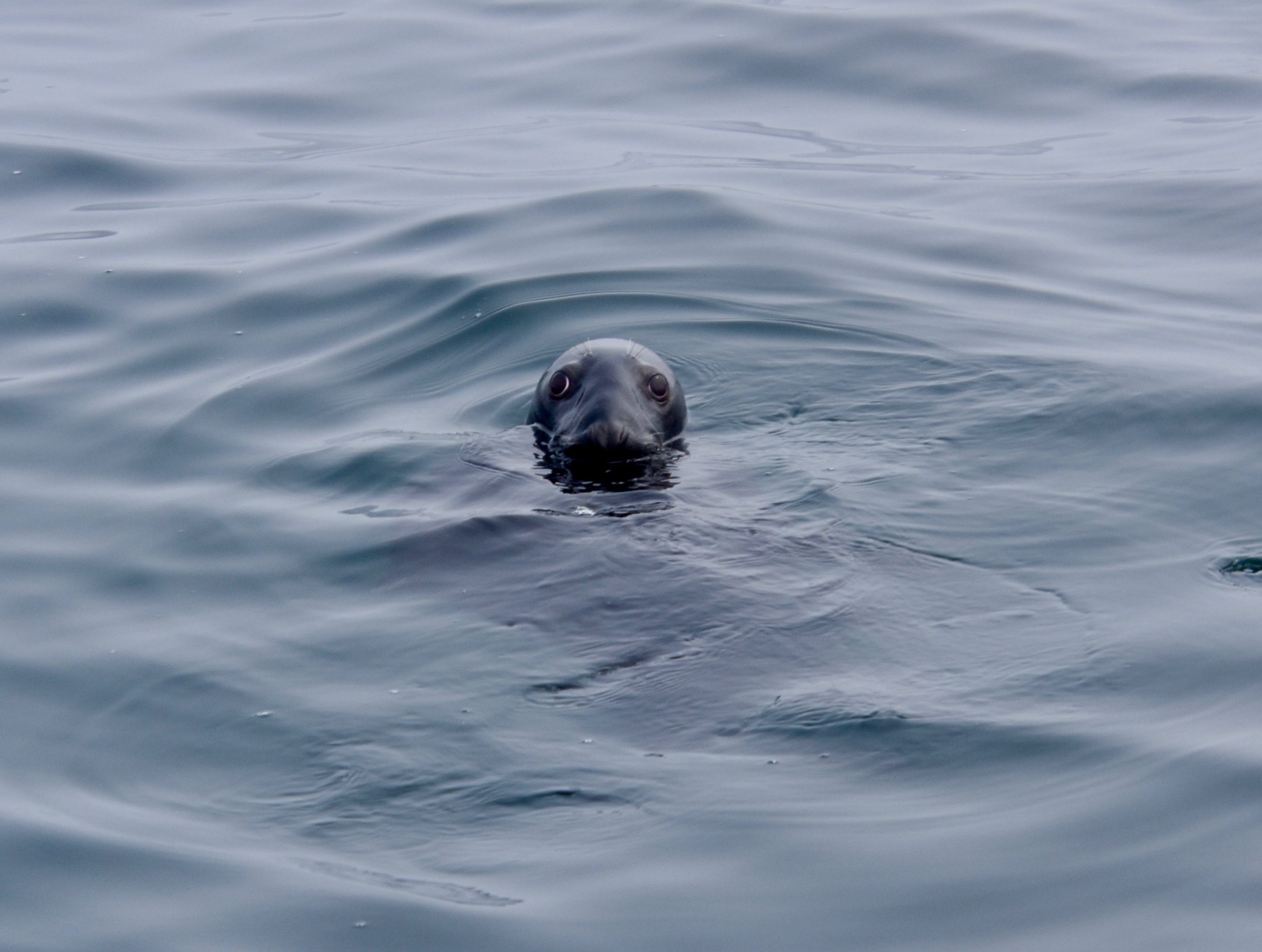 Gray Seal on Sea Watch tour