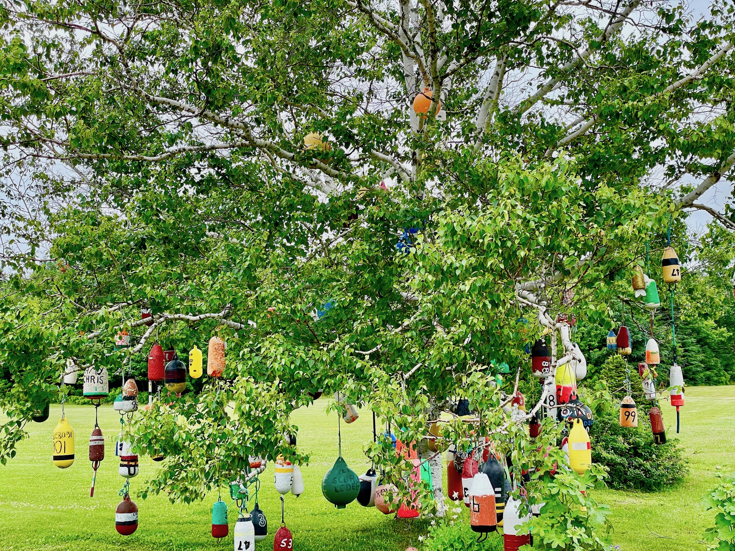 The Buoy Tree, Point Prim Road