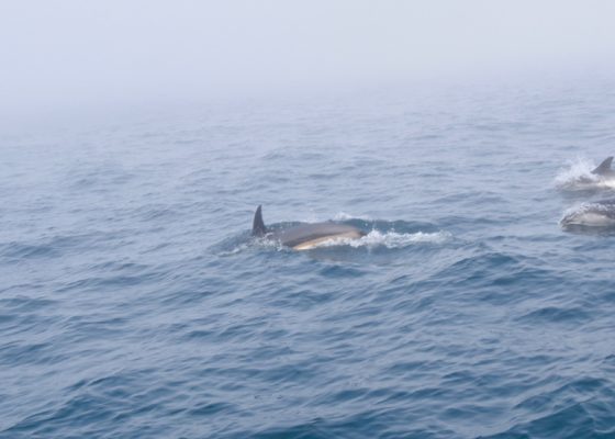 White-Sided Dolphins from Sea Watch