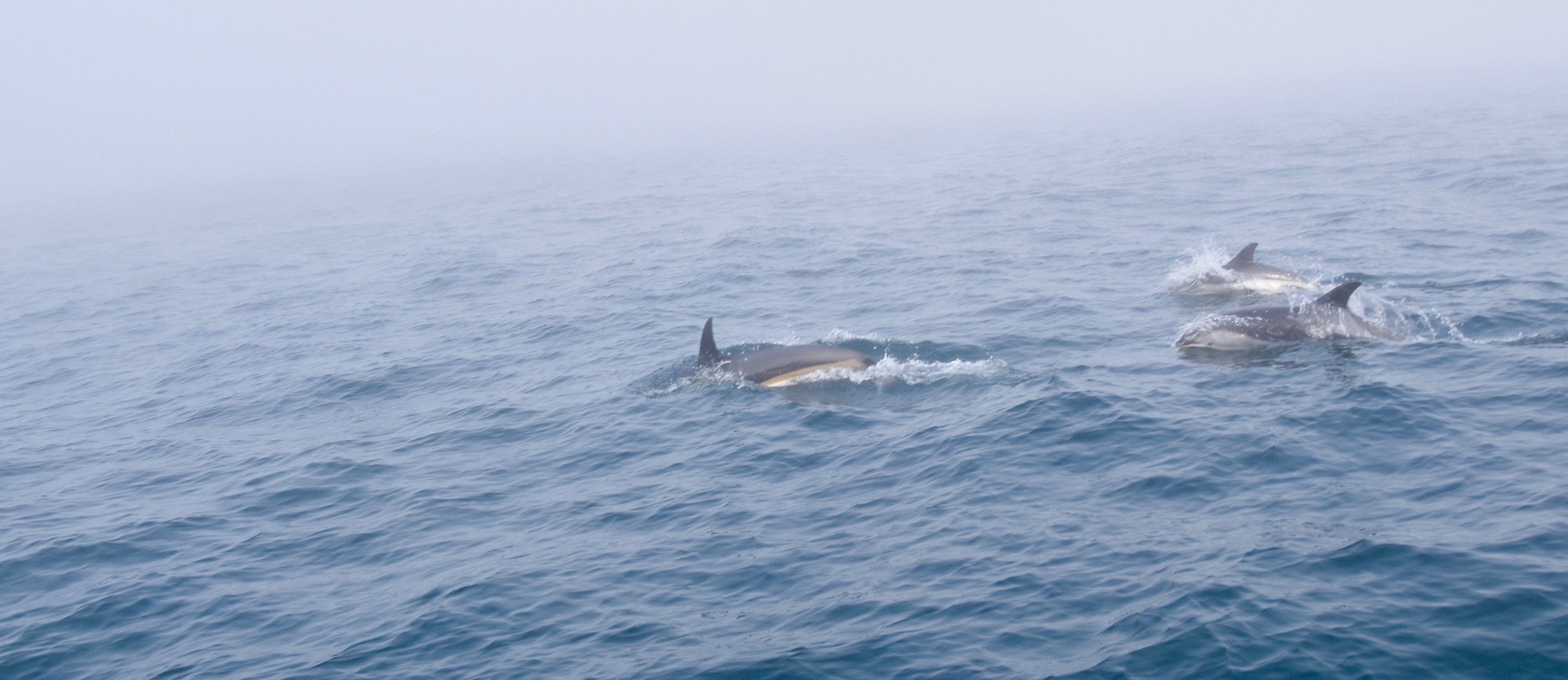 White-Sided Dolphins from Sea Watch