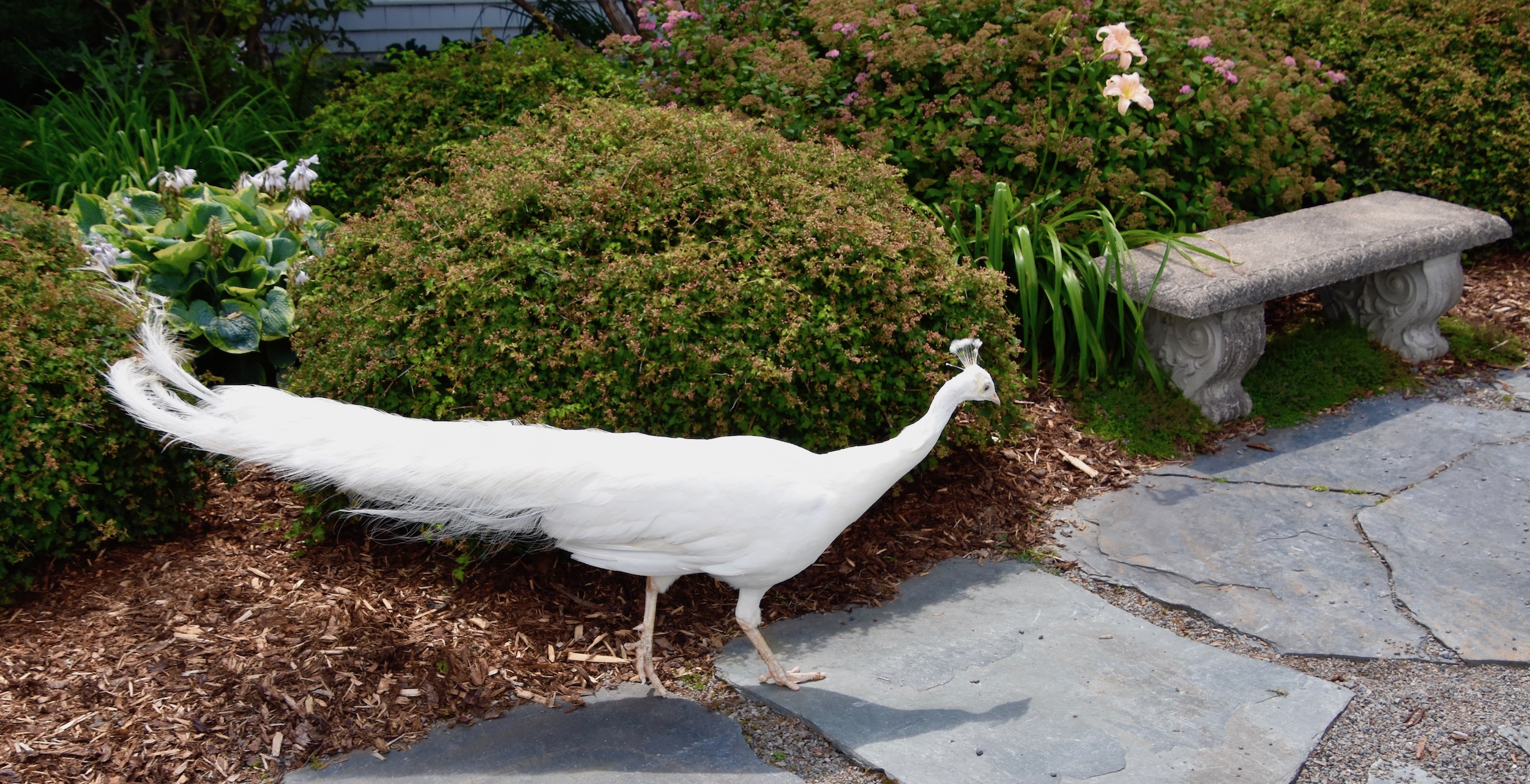 Albino Peacock, Kingsbrae Garden