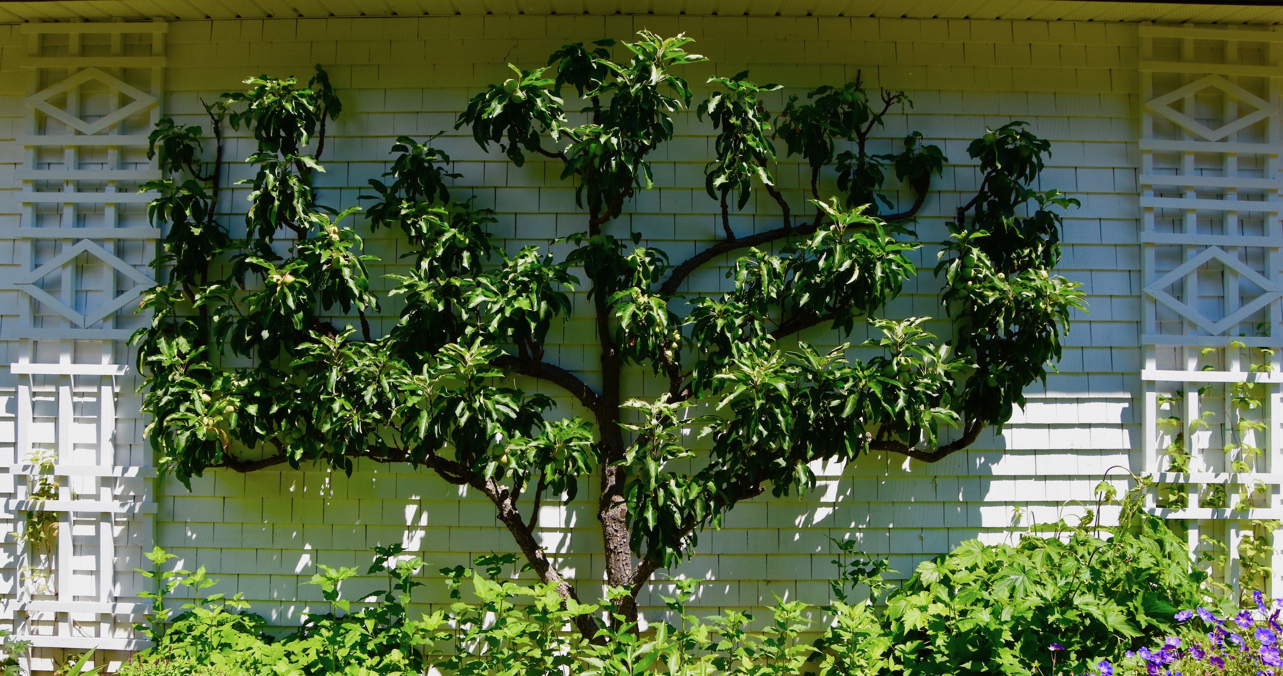 Espalier Apple Tree, Kingsbrae Garden