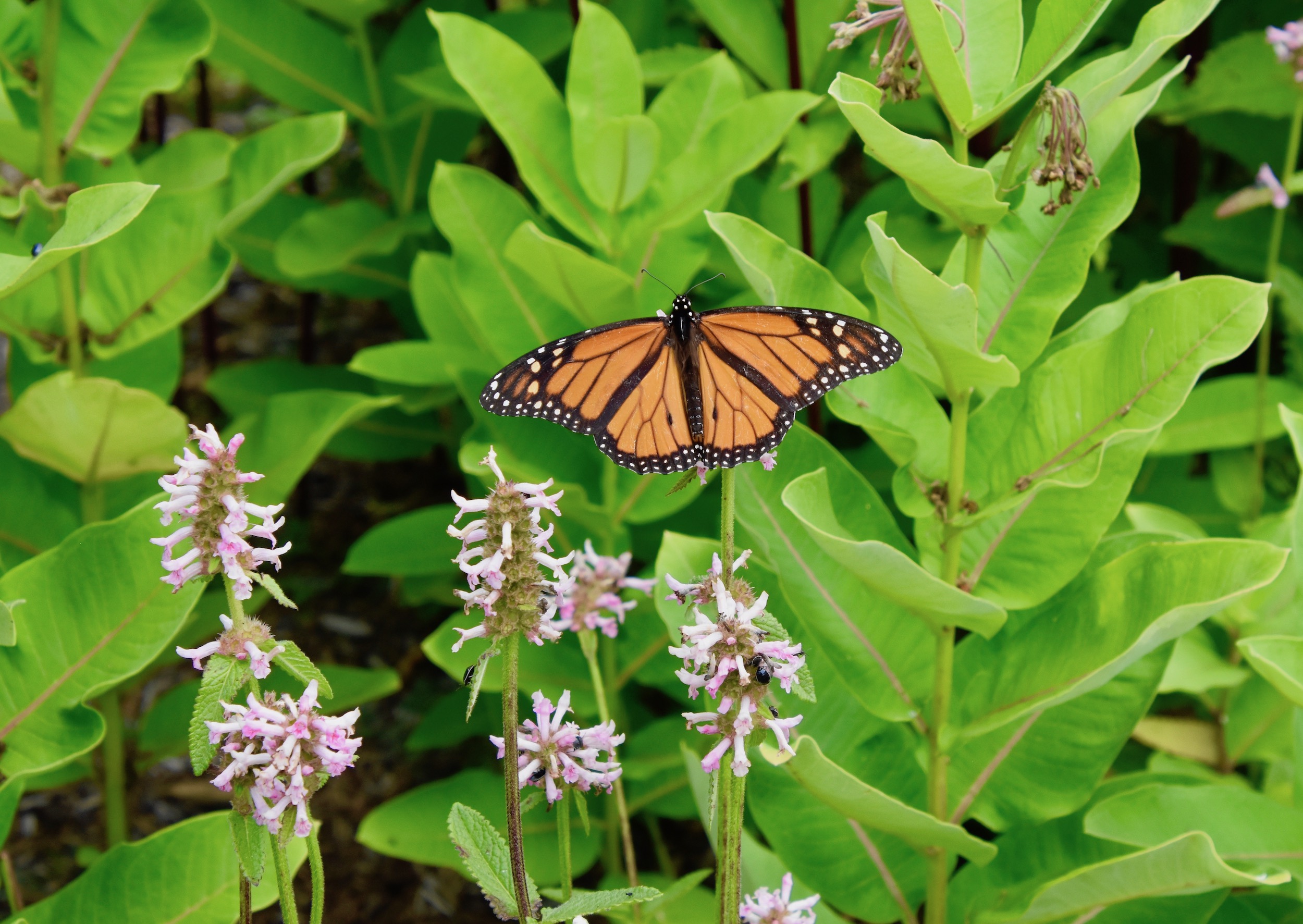 Monarch Butterfly, Kingsbrae Garden