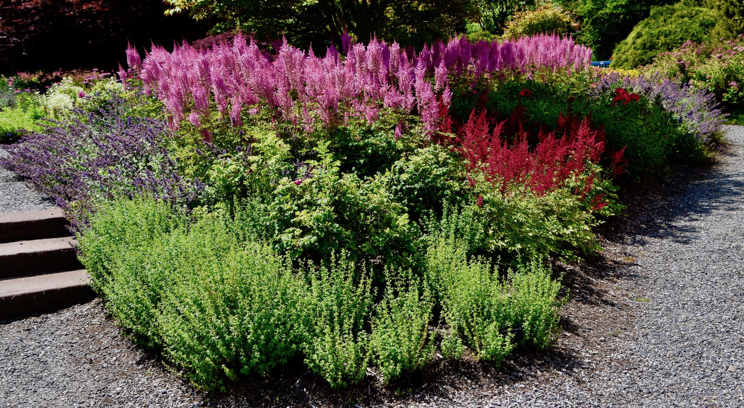 More Astilbes, Kingsbrae Gardens