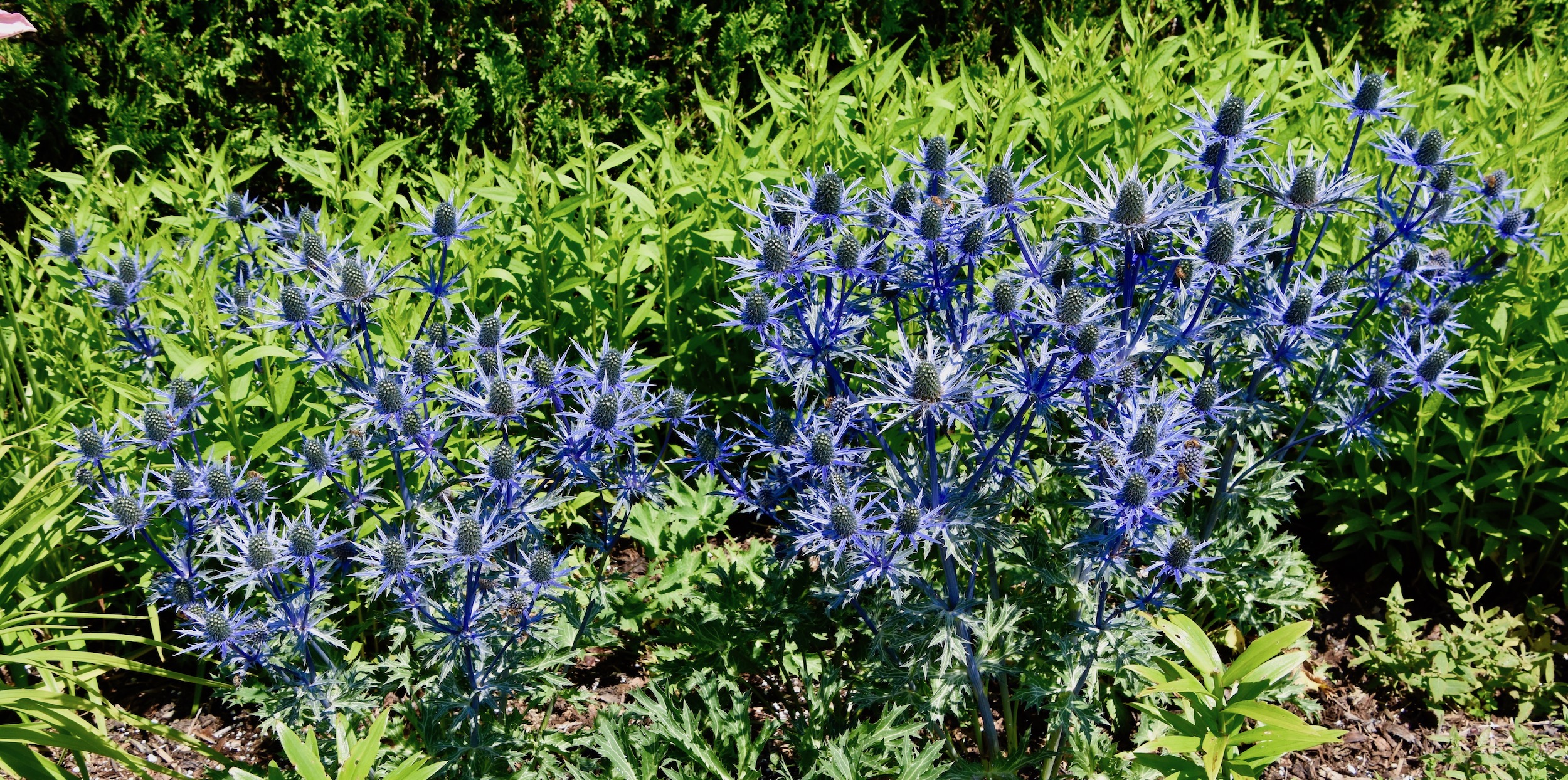 Sea Holly, Kingsbrae Garden