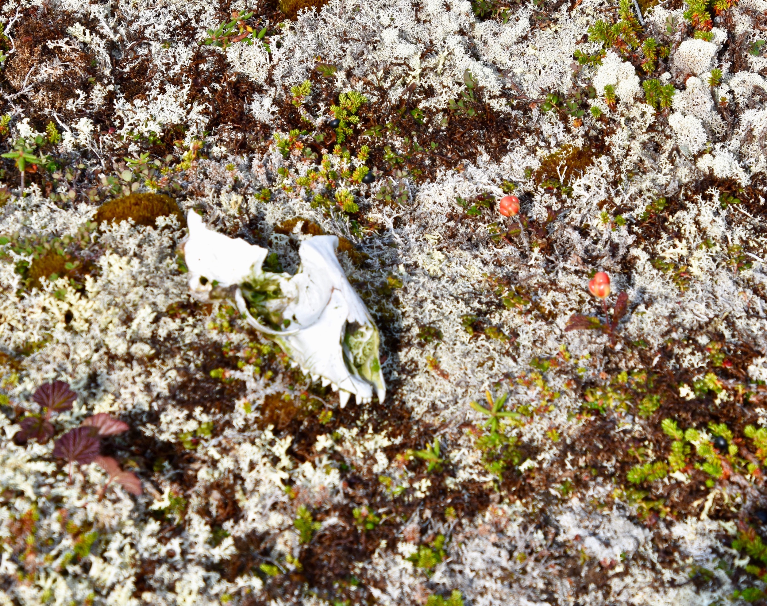 Arctic Fox Skull, Great Caribou Island