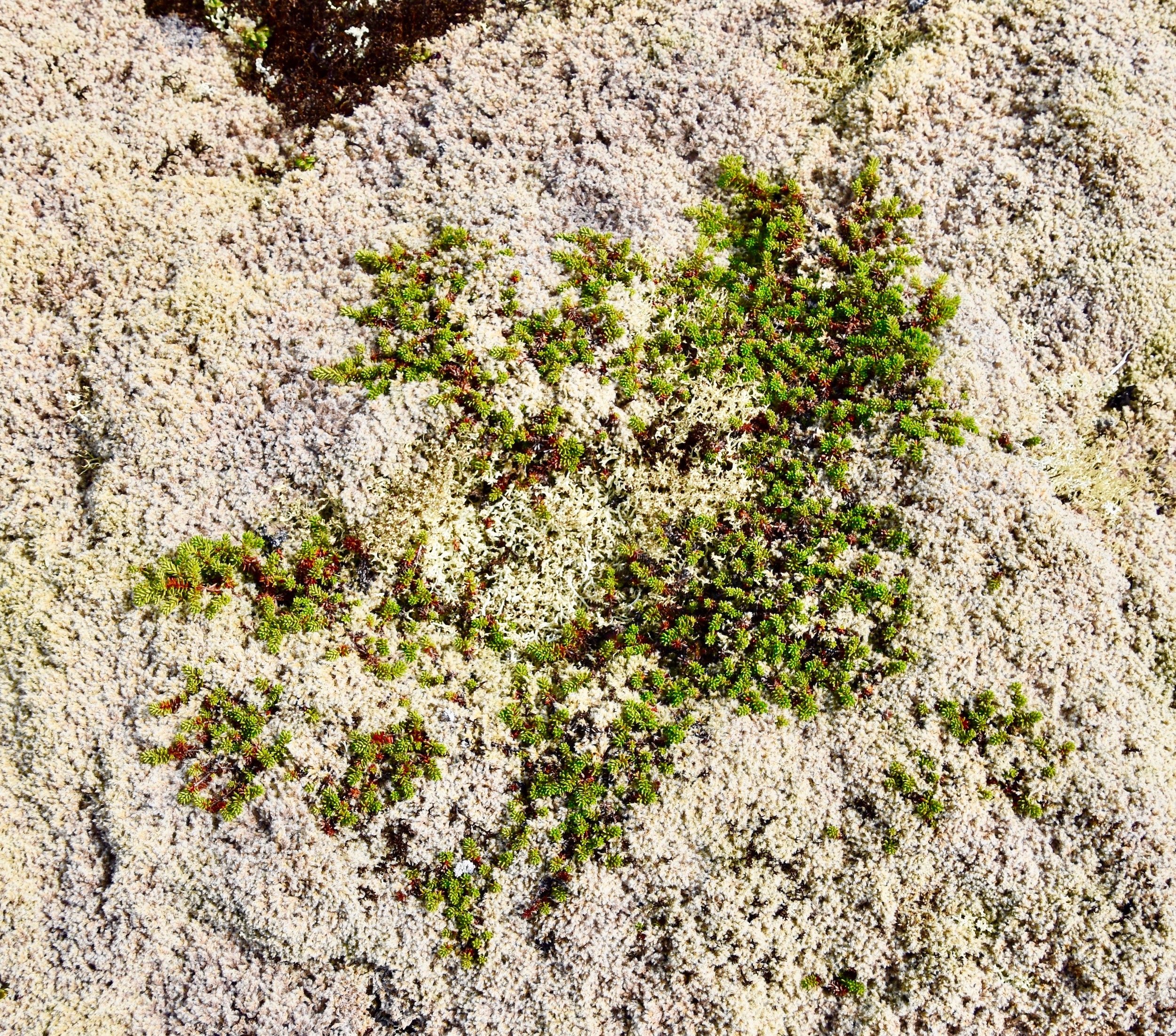 Juniper Surrounded by Moss, Great Caribou Island