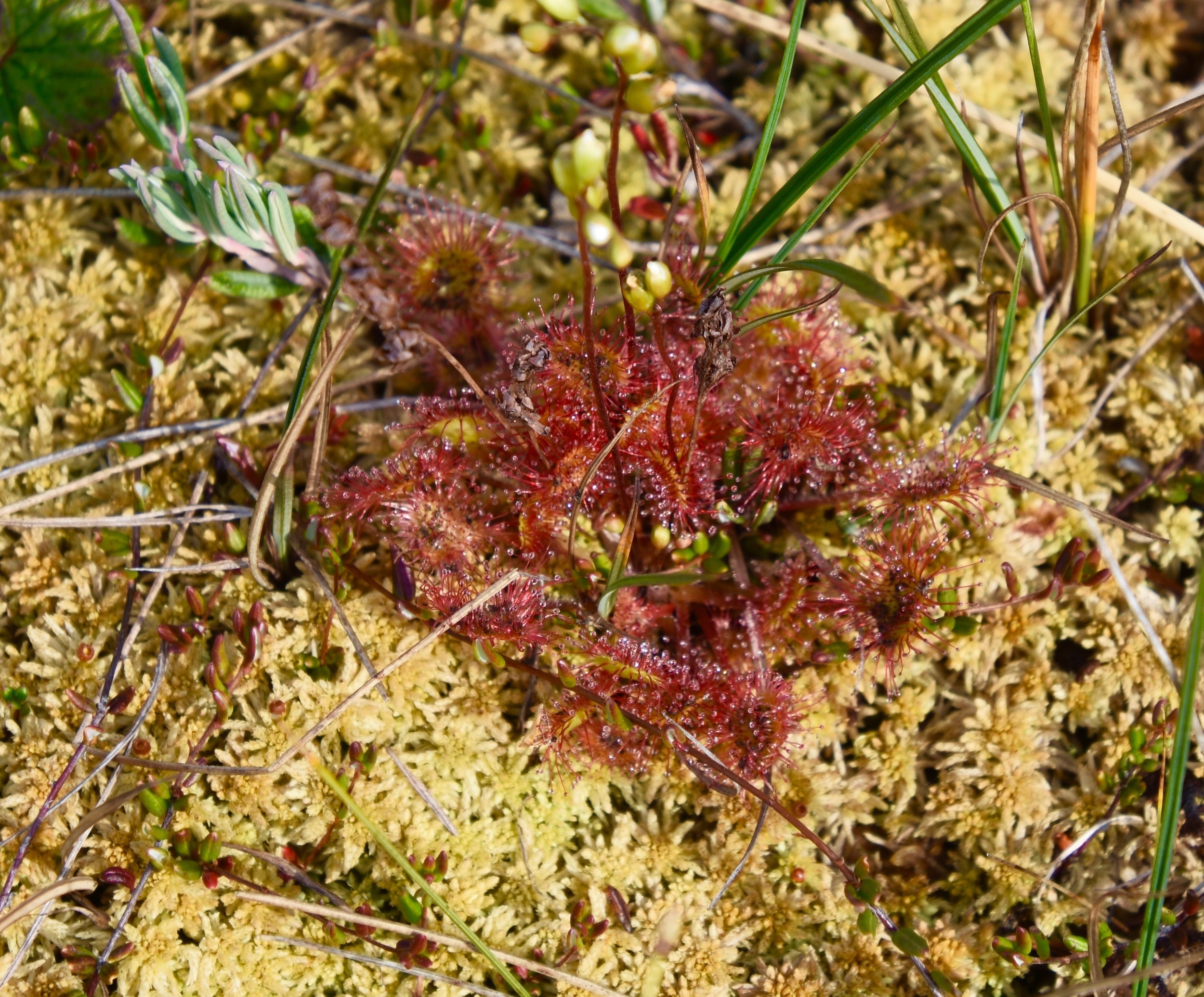 Sundews on Great Caribou Island