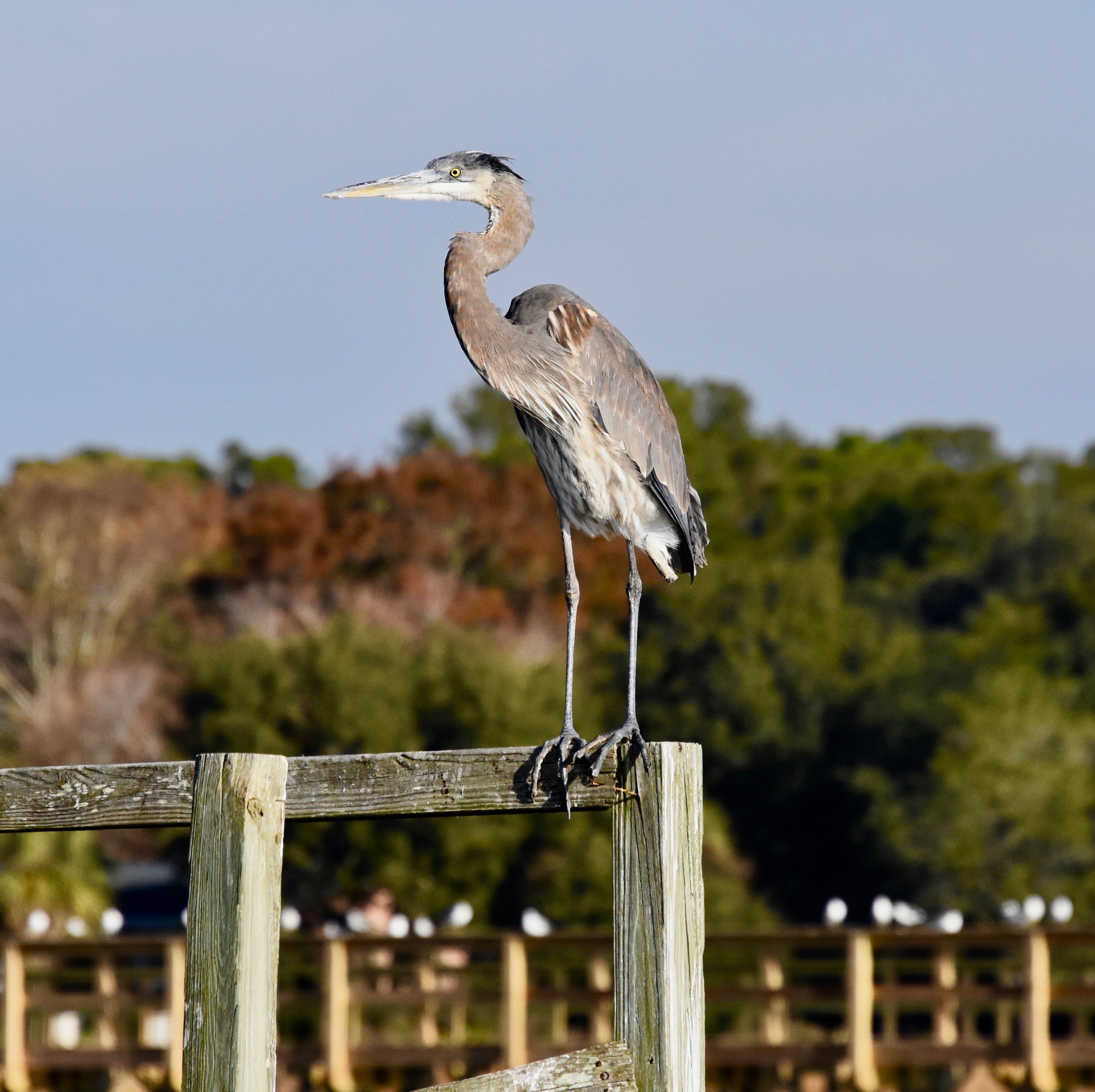 Great Blue Heron near Litchfield by the Sea