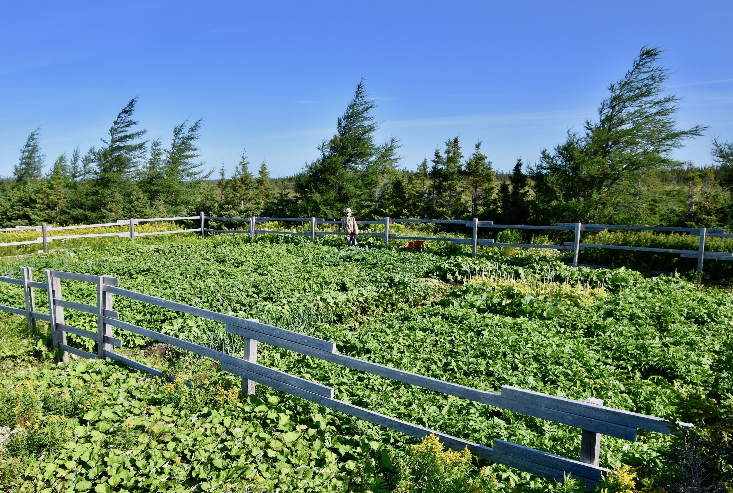 Roadside Garden on the way to Conche