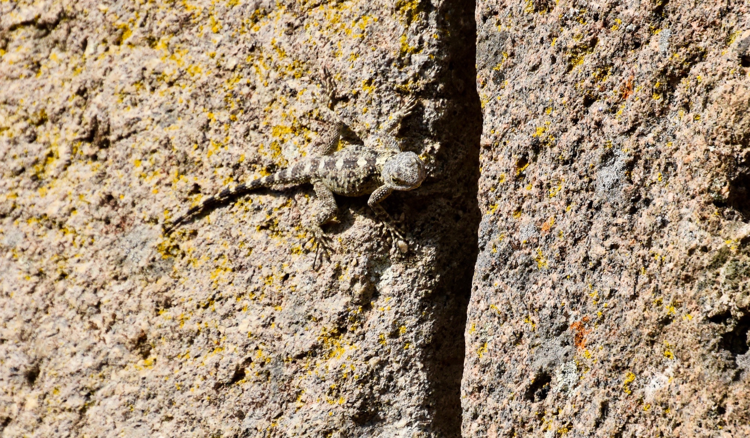 Lizard at the Galen Asclepeion