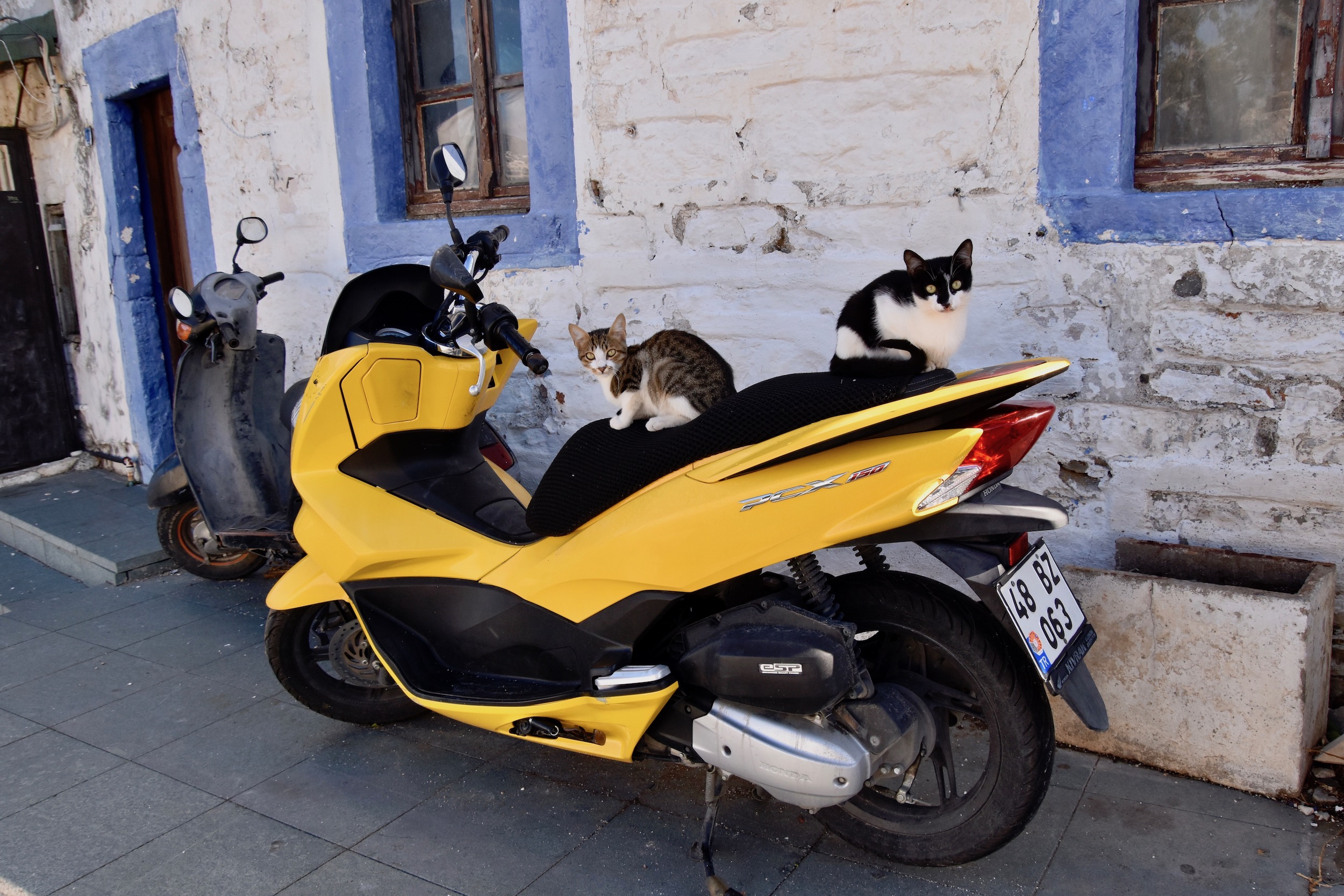 Cats on a Bike in Bodrum