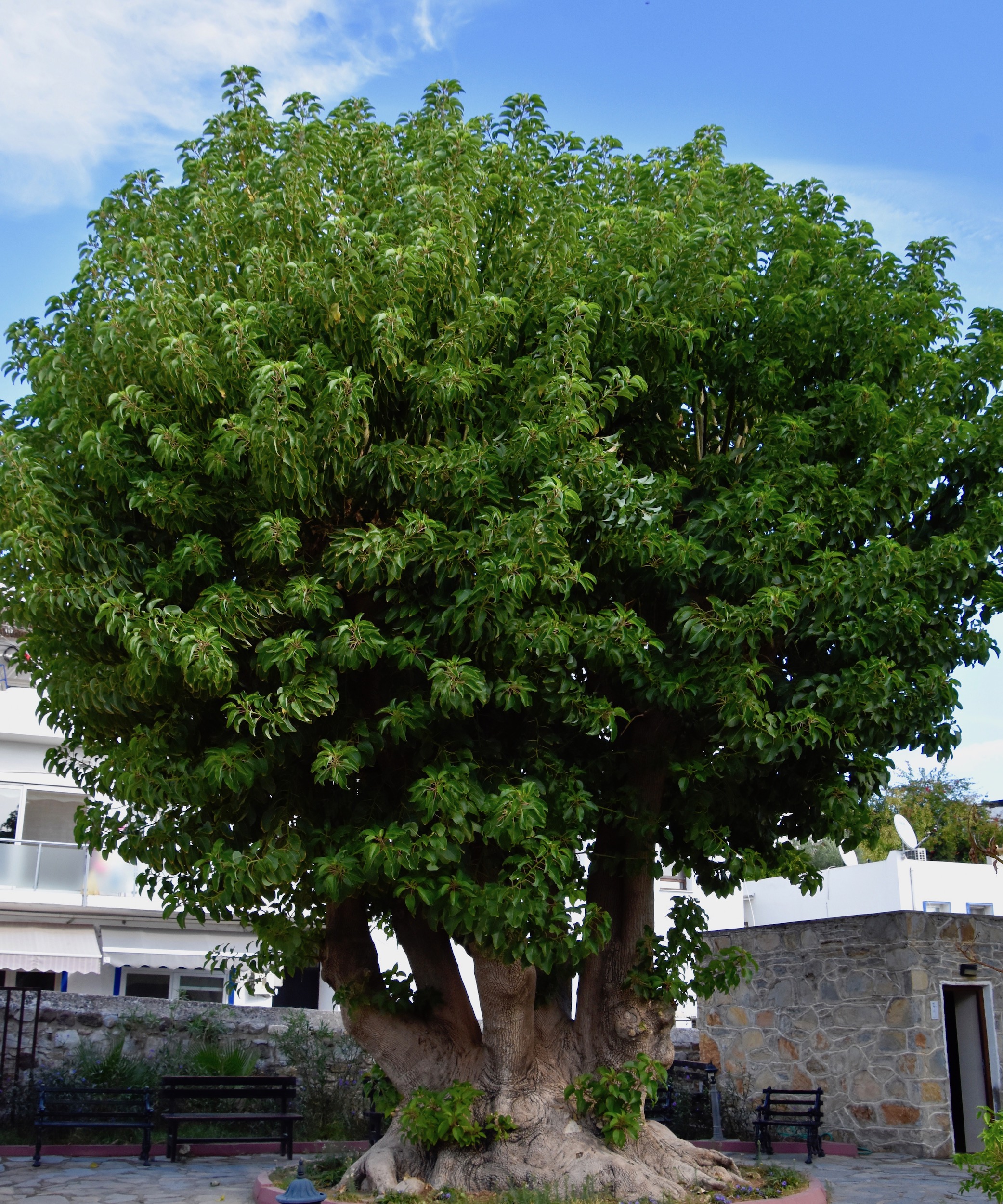 Six-Trunk Tree at the Mausoleum, Bodrum