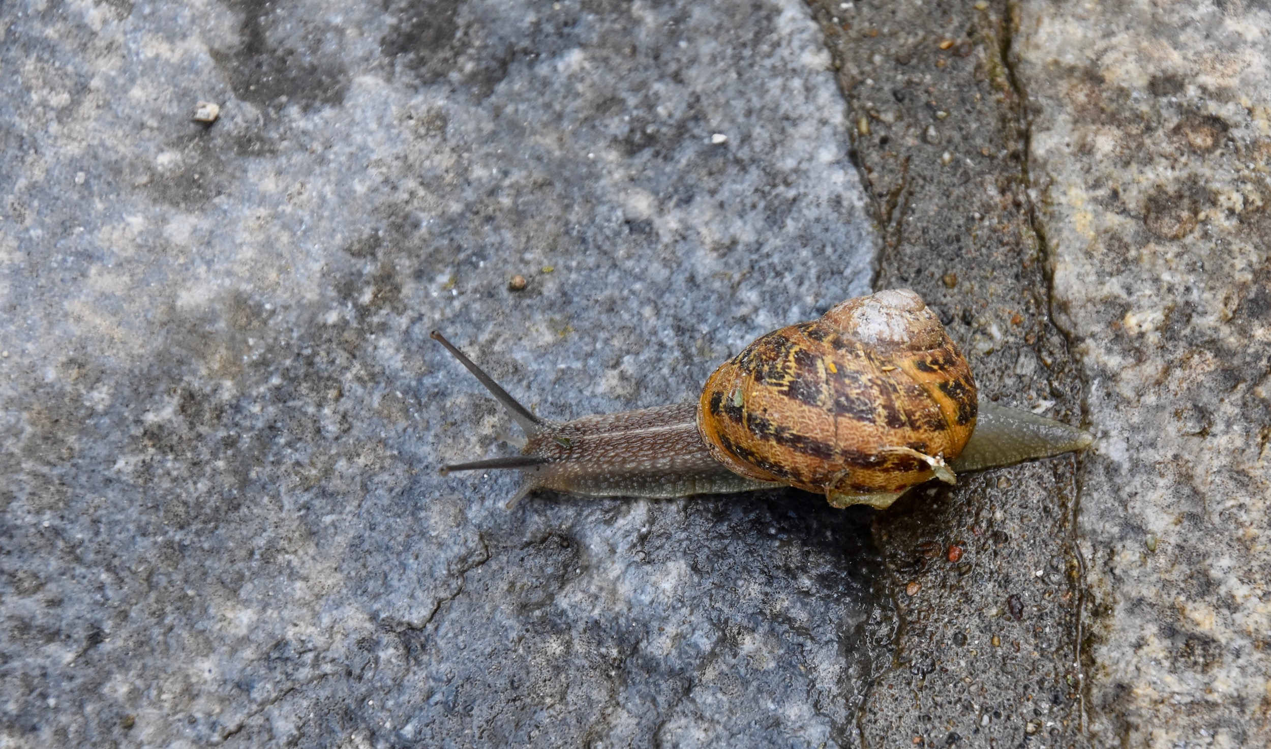 Snail near the Basilica of Saint John