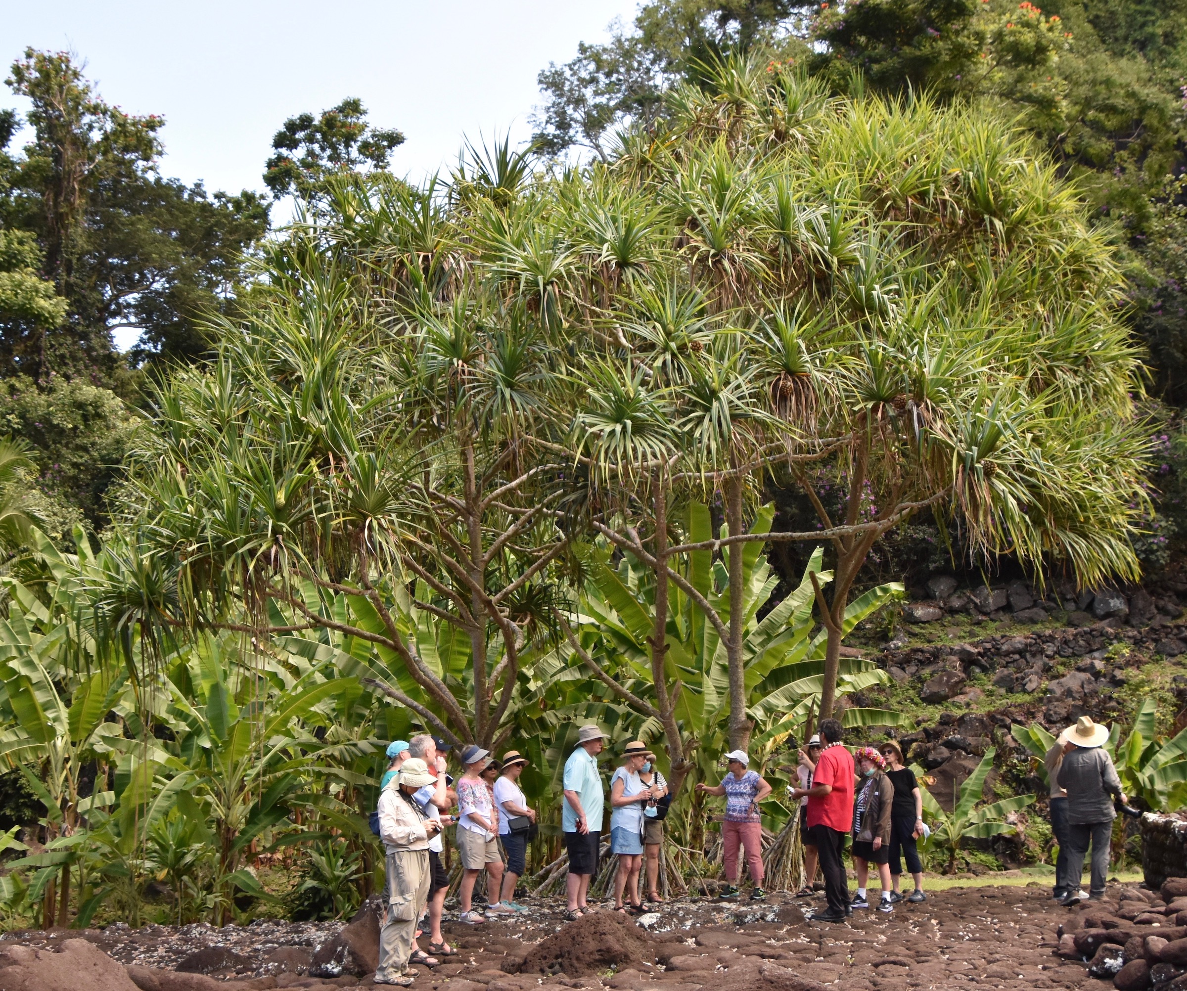 Hala Tree, Marae Arahurahu, Tahiti