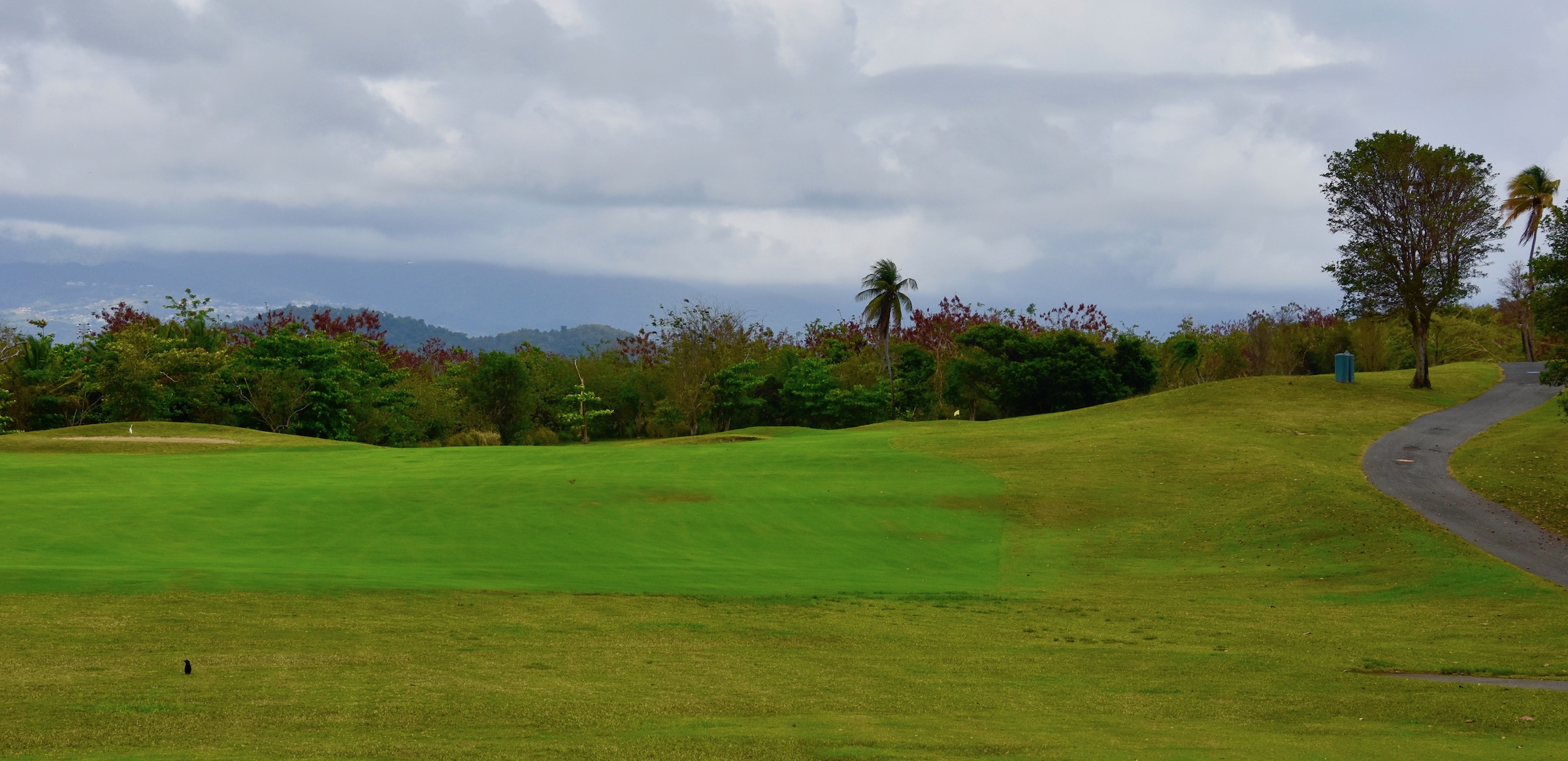 #12 Palm Course