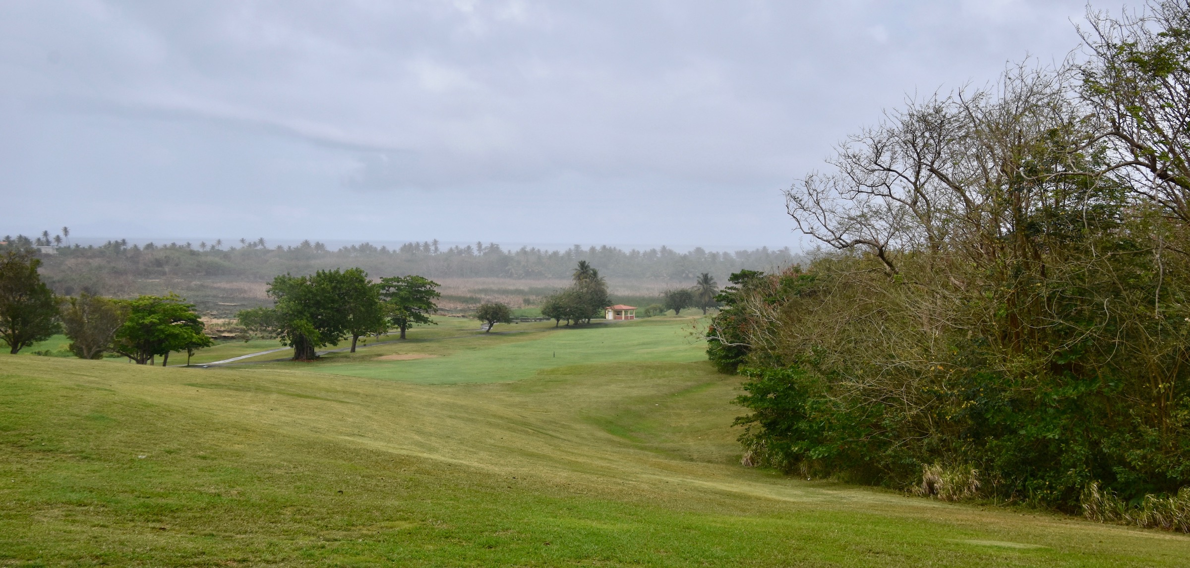 #14 Palm Course