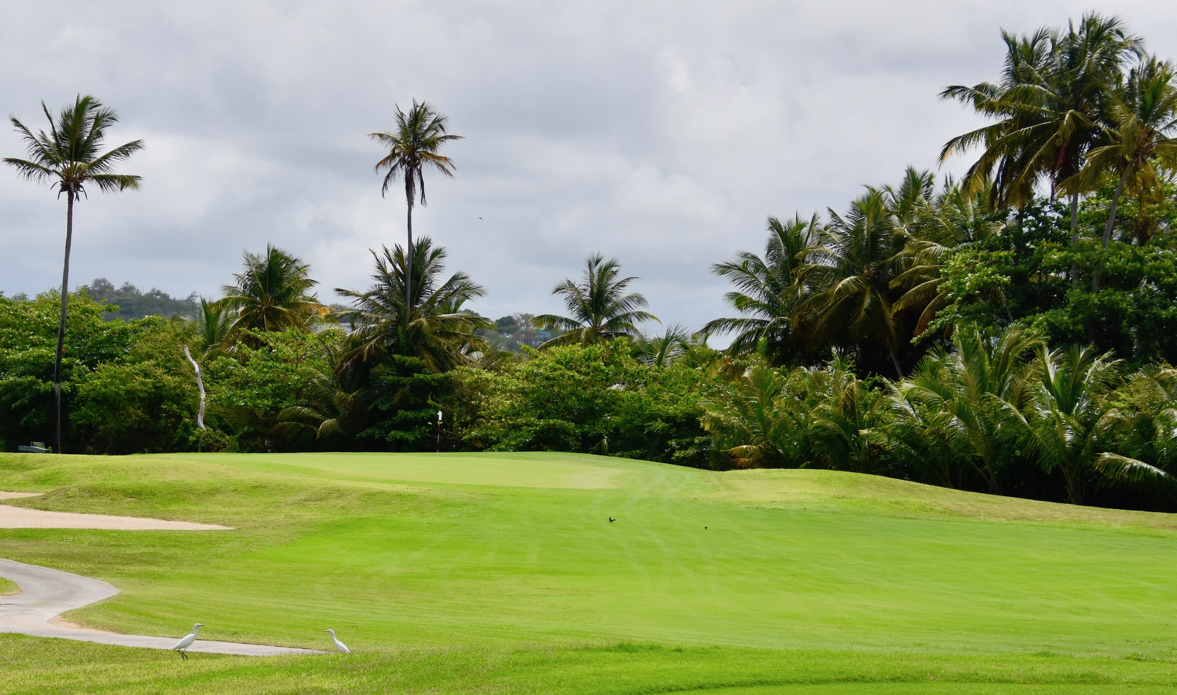 #8 Palm Course