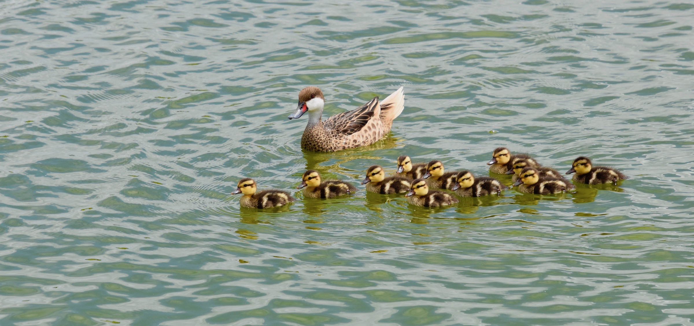 Female Caribbean Pintail with 11 Ducklings, Palm Course