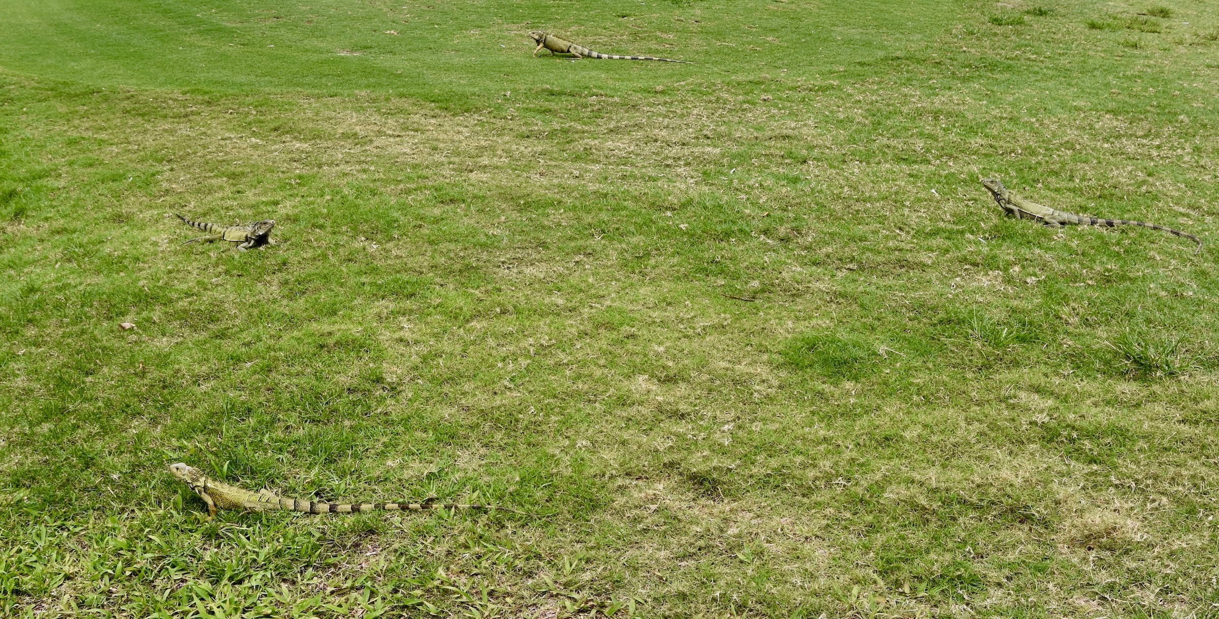 Iguanas on #6 Tee, Palm Course